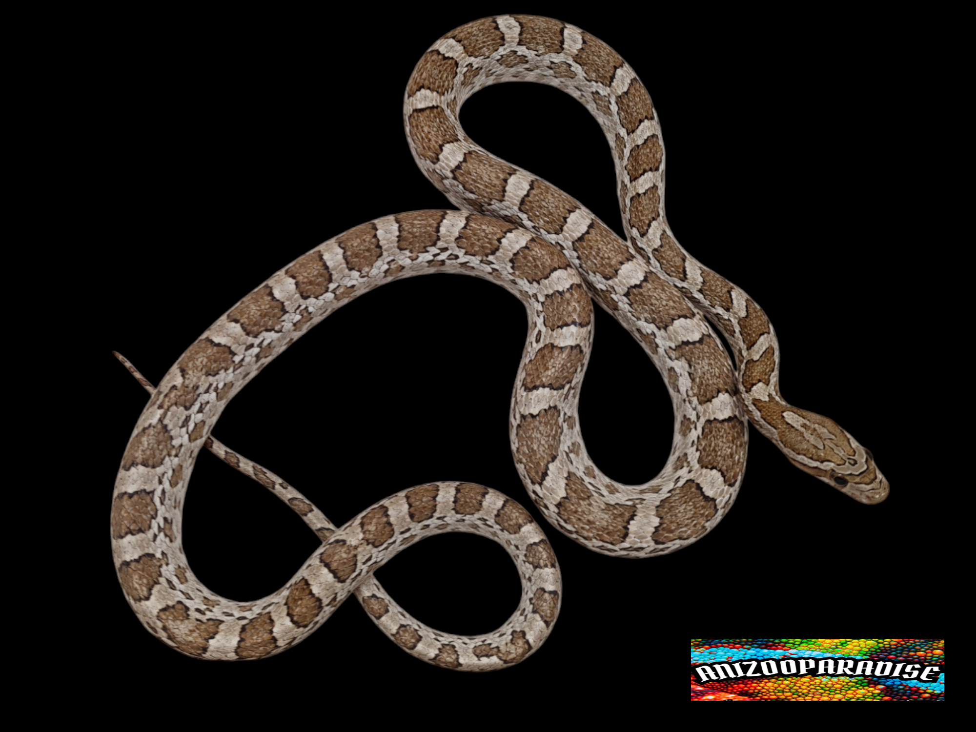 Pantherophis guttatus sp scaleless, mÃ¢le adulte nÃ© en 2018 Ã  l'Ã©levage "Emoryi 100% het.ghost (emoryi gÃ¨ne) 50% het.scaleless albinos anery", Nom : KENYU