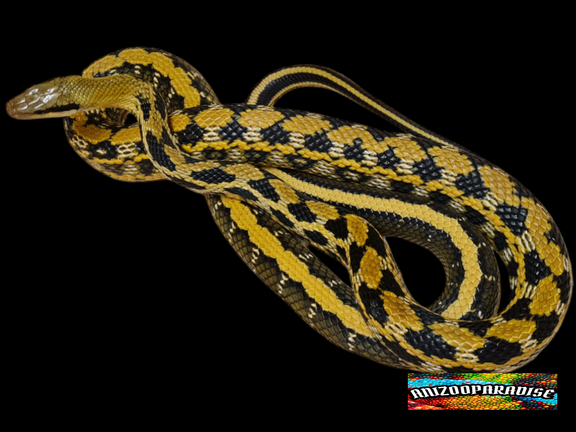 Orthriophis taeniurus frieseÃ¯, mÃ¢le adulte nÃ© en 2019, "Naturel" Nom : LUCS