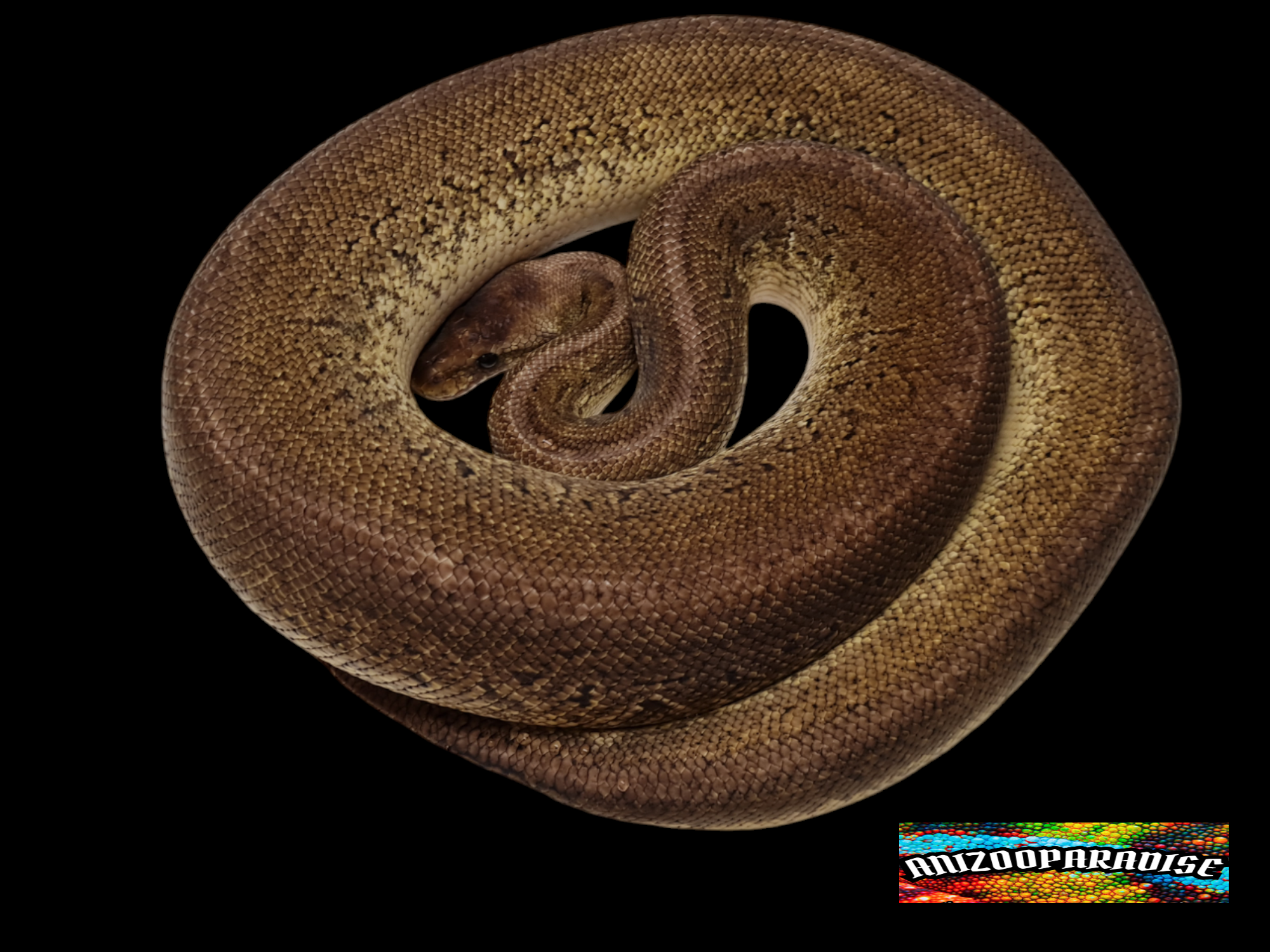 Python regius, mÃ¢le reproducteur nÃ© en 2021, "Pewter blast 100% het.piebald" Nom : PEWO