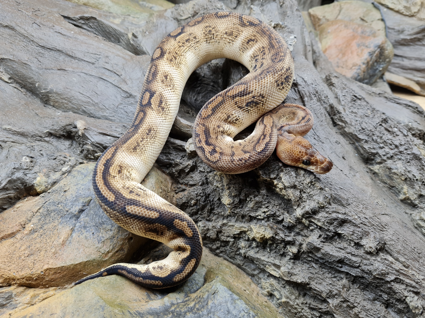 Python regius, jeune femelle nÃ©e en 2025 , "Bongo clown" Nom : BANGA. PucÃ© + i-fap