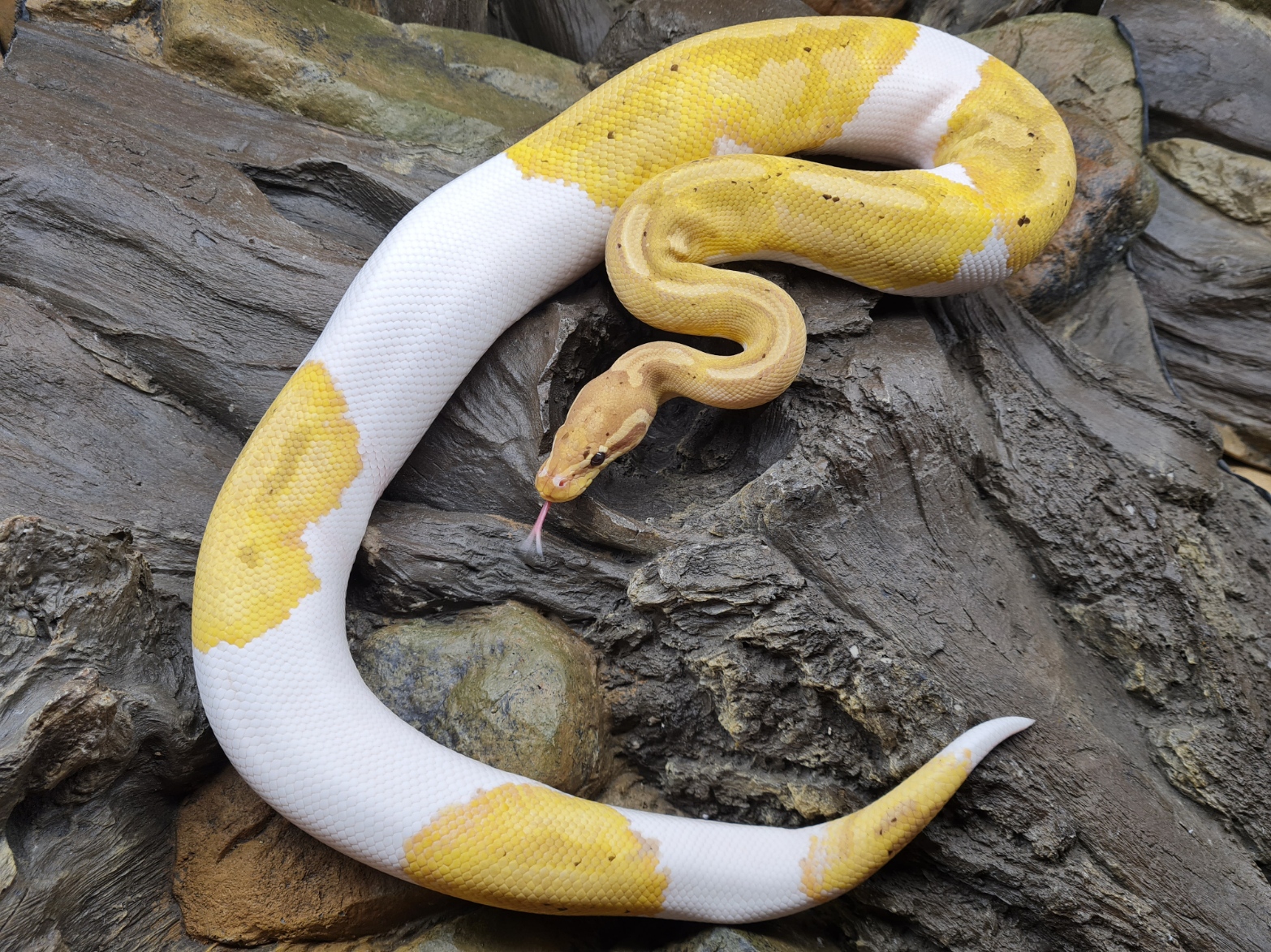 Python regius adulte "Banana piebald" MÃ¢le 2022 Nom : BANINO
