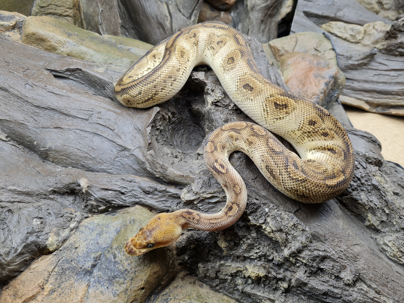 Python regius "Bongo clown" MÃ¢le 2023 Nom : BONG