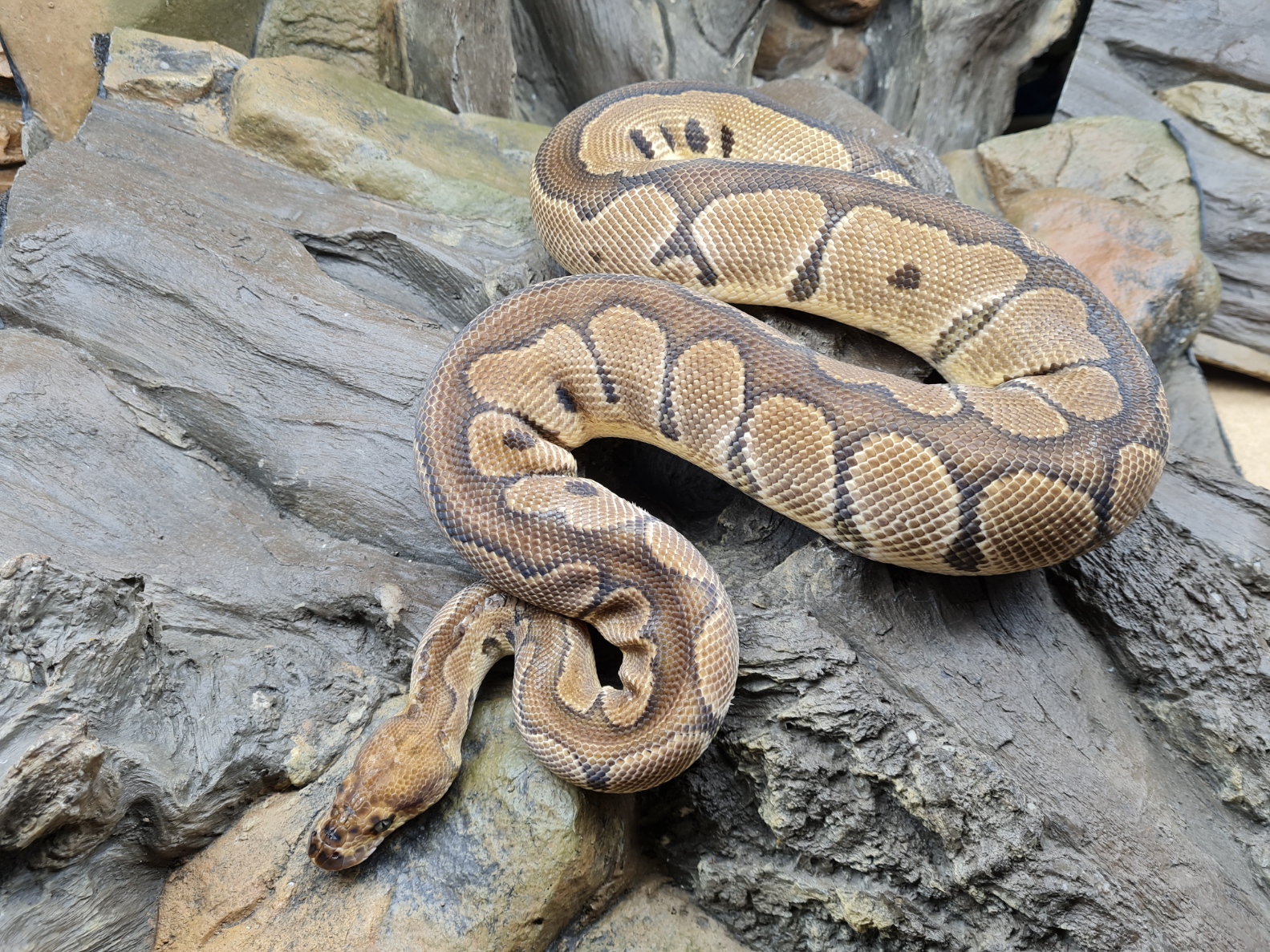 Python regius quasi adulte "Clown" Femelle 2022 Nom : CLESA