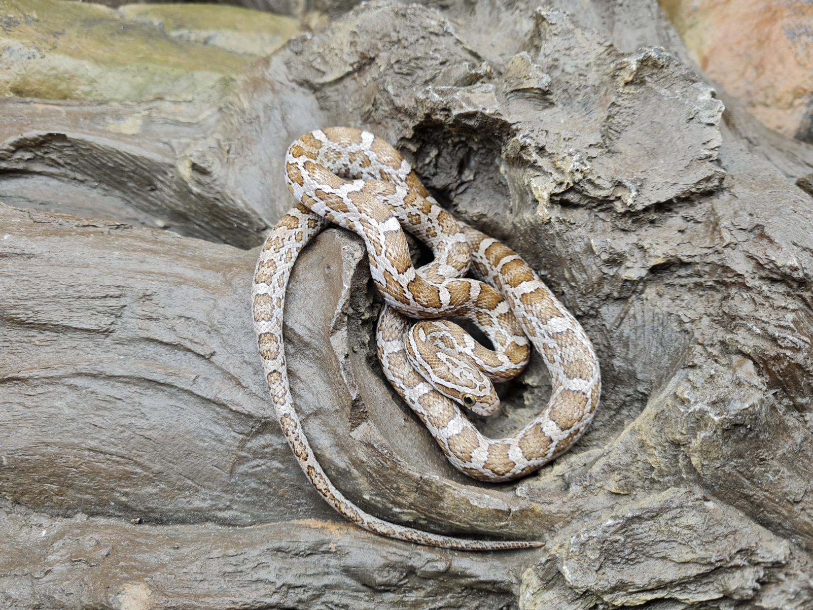 Pantherophis guttatus sp scaleless "Emoryi 66% het.scaleless ghost(emoryi gÃ¨ne!) motley 33% het.albinos, anery, caramel" Femelle 2023 Nom/rÃ©fÃ©rence : 01