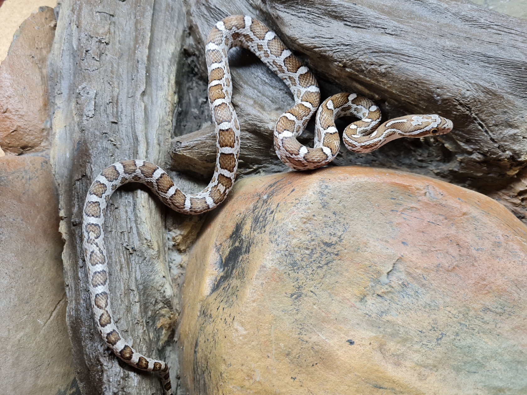 Pantherophis guttatus sp scaleless, jeune mÃ¢le nÃ© en 2023 Ã  l'Ã©levage, "Emoryi 66% het.scaleless ghost(emoryi gÃ¨ne!) motley 33% het.albinos, anery, caramel" Nom/rÃ©fÃ©rence : 02