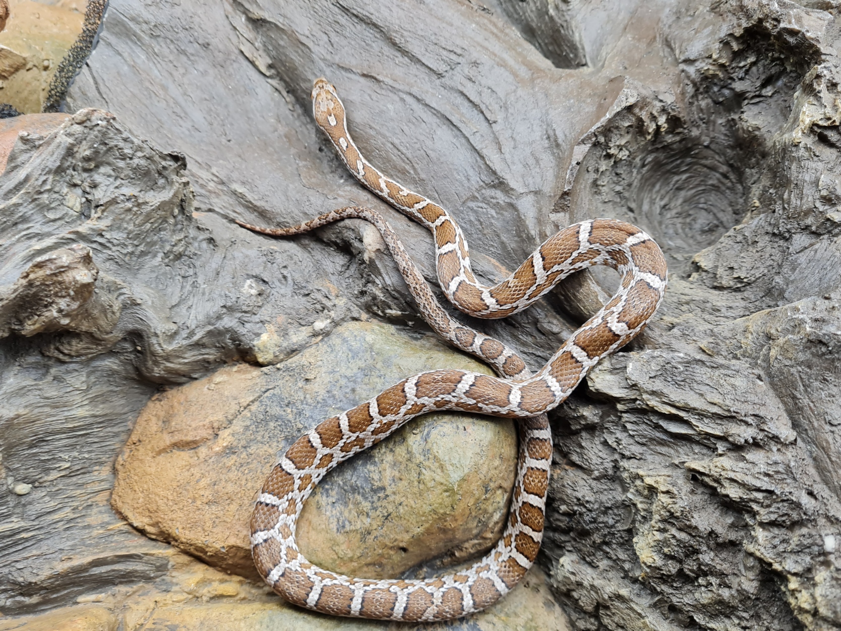Pantherophis guttatus sp scaleless "Emoryi 66% het.scaleless ghost(emoryi gÃ¨ne!) motley 33% het.albinos, anery, caramel" Femelle 2023 Nom/rÃ©fÃ©rence : 04
