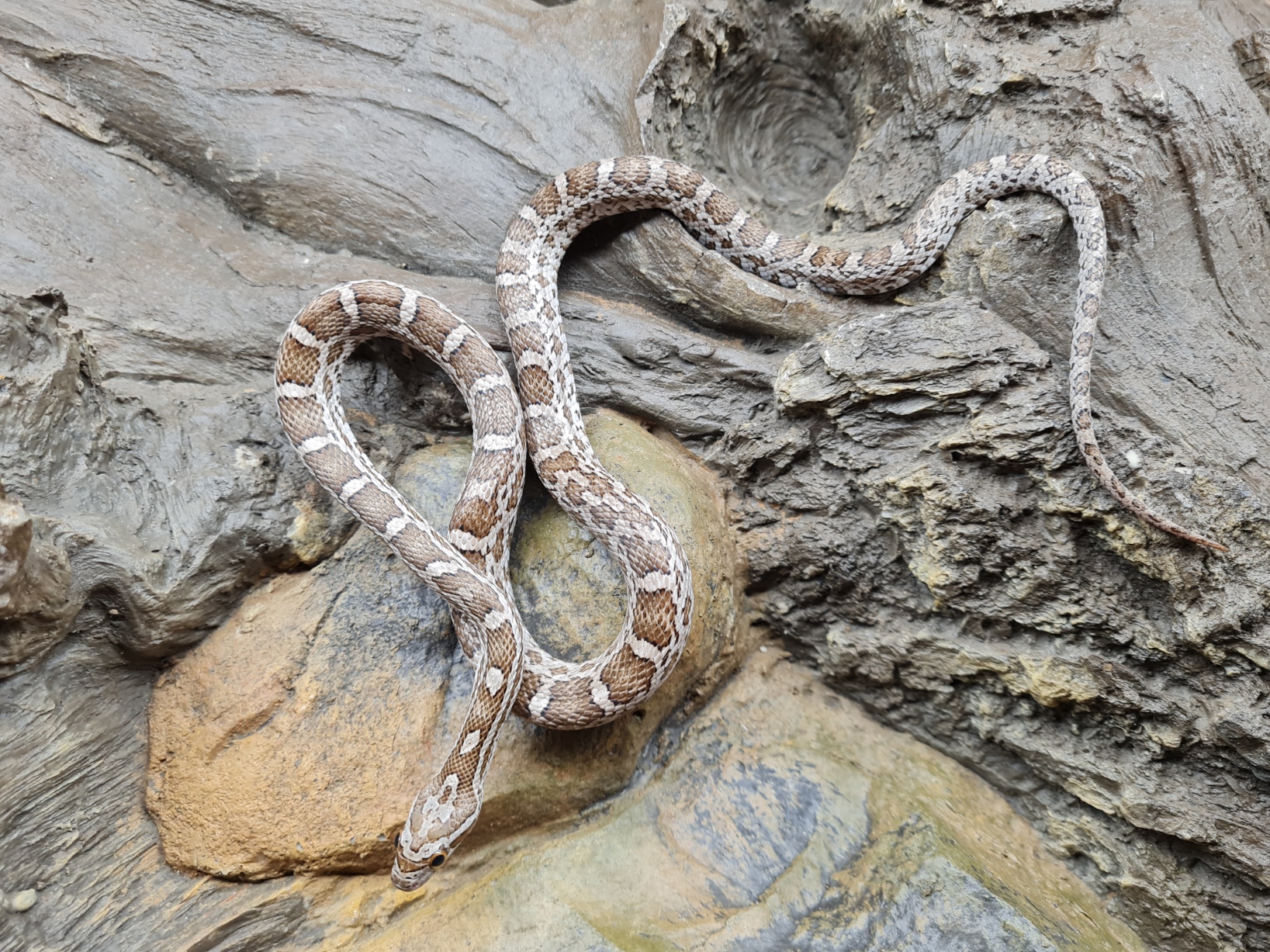 Pantherophis guttatus sp scaleless "Emoryi 66% het.scaleless ghost(emoryi gÃ¨ne!) motley 33% het.albinos, anery, caramel" MÃ¢le 2023 Nom/rÃ©fÃ©rence : 06