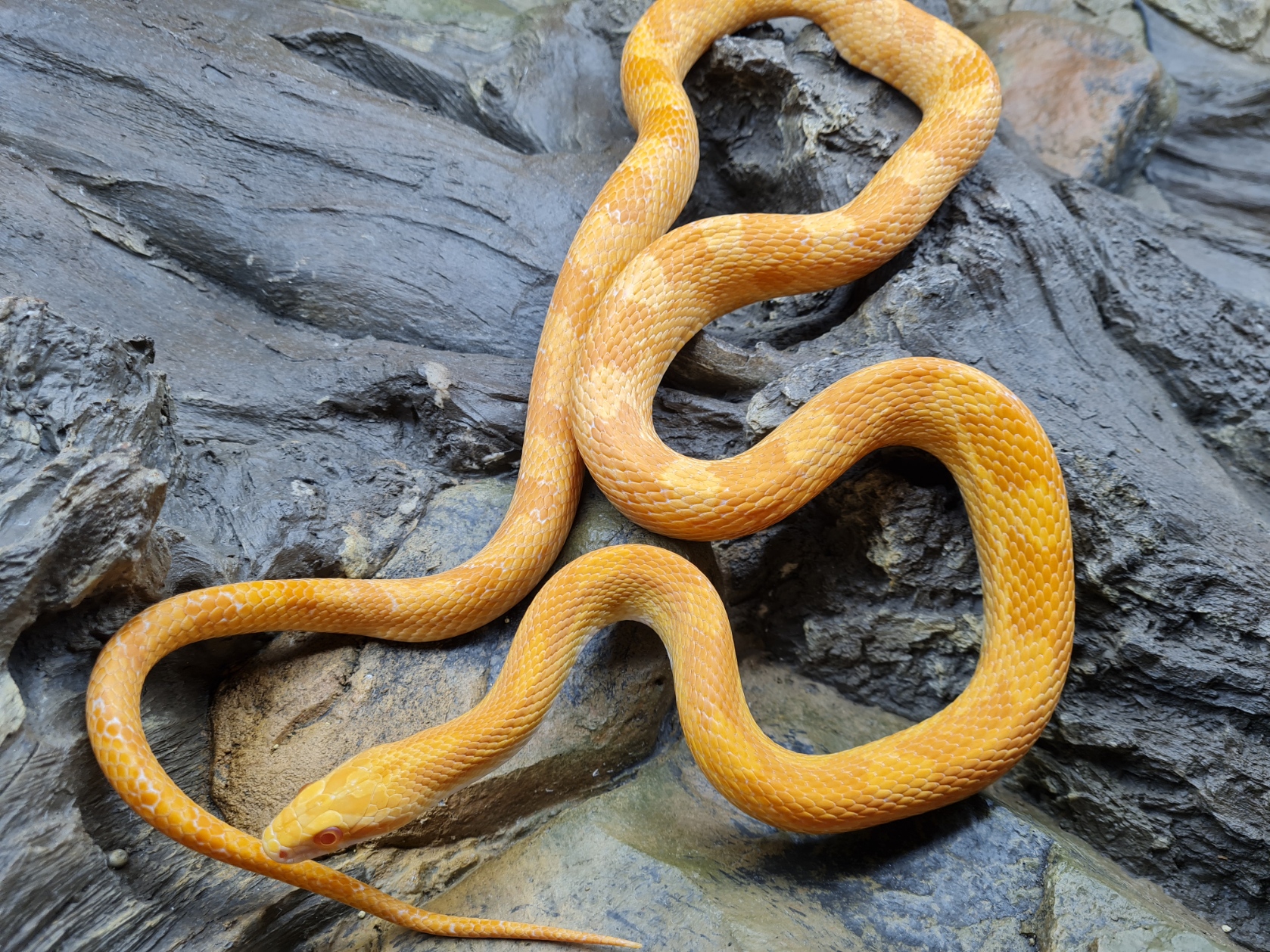 Pantherophis guttatus sp "Creamsicle 100% het.anery hypo zigzag, 50% het.aztec" MÃ¢le 2020 Nom/rÃ©fÃ©rence : 59