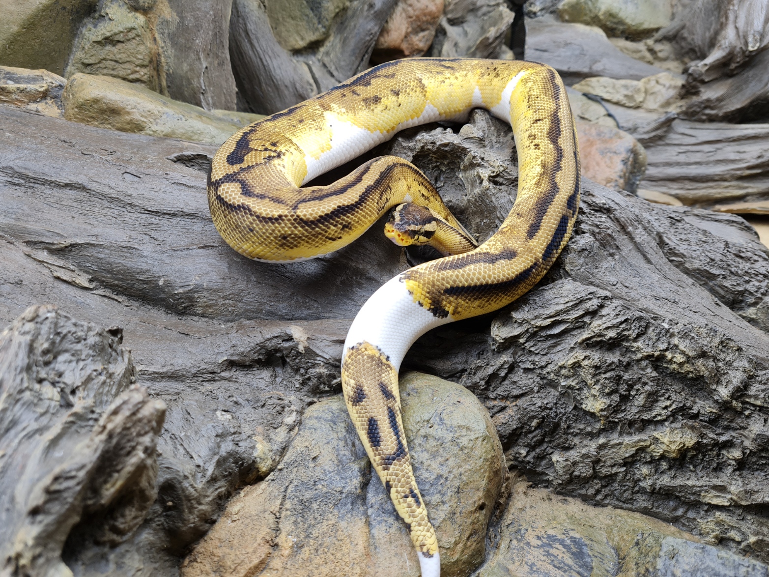 Python regius "Pastel piebald" MÃ¢le 2023 Nom : PILO