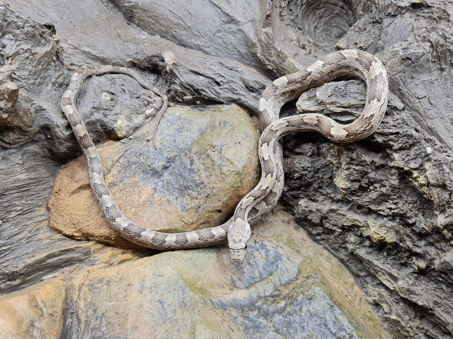 Pantherophis spiloÃ¯des "Naturel" Femelle 2023 Nom/rÃ©fÃ©rence : 03