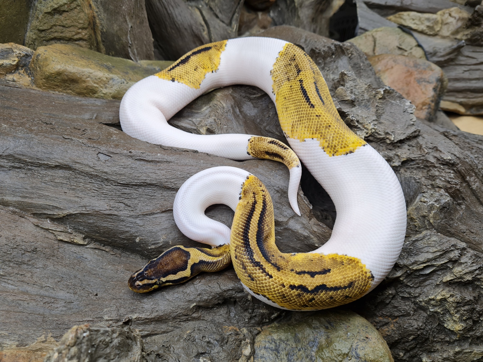 Python regius "Pastel piebald" MÃ¢le 2023 Nom : TINO