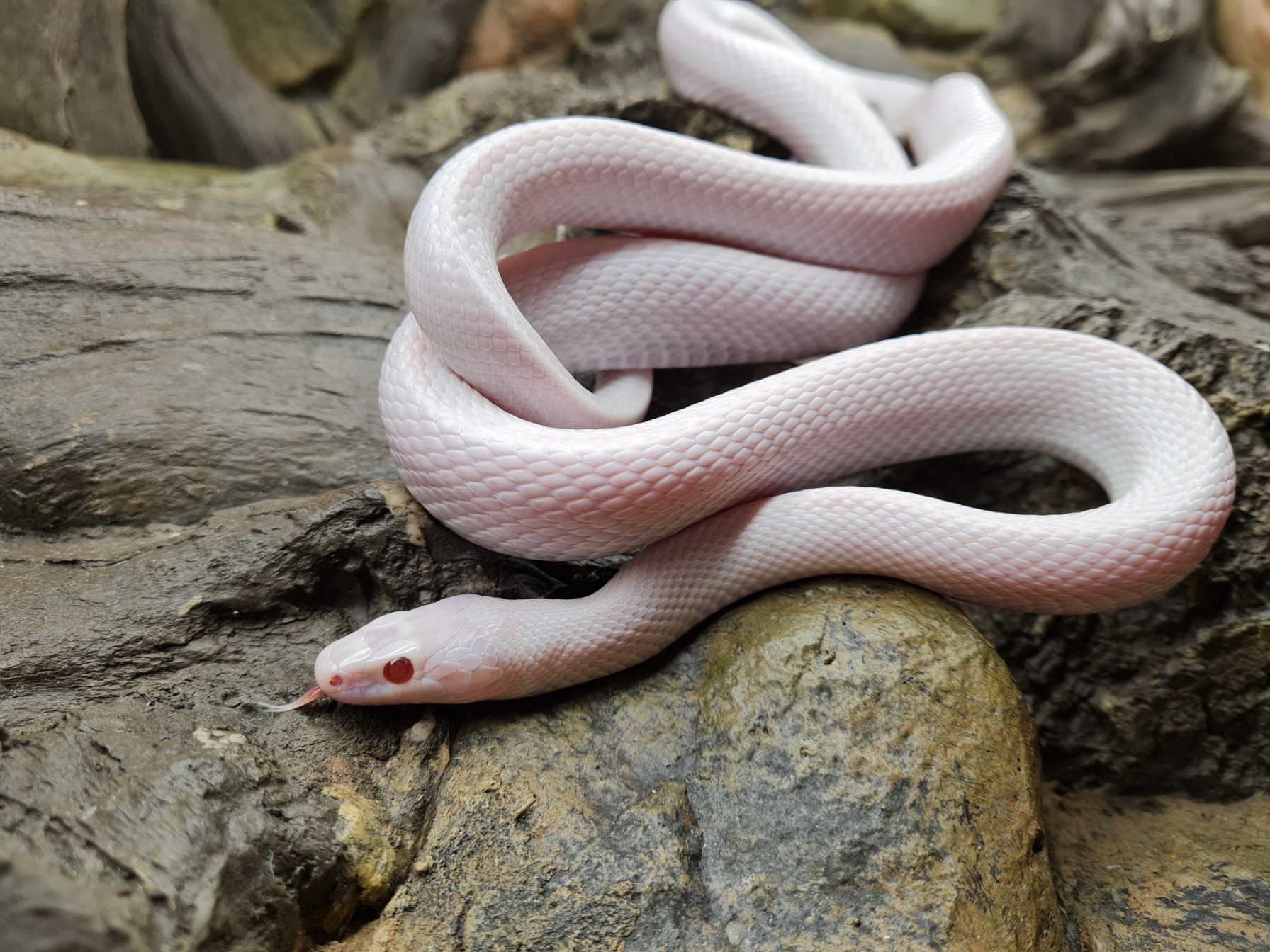 Pantherophis guttatus "Whiteout 100% het.piedside" MÃ¢le 2021 Nom : UPOLO