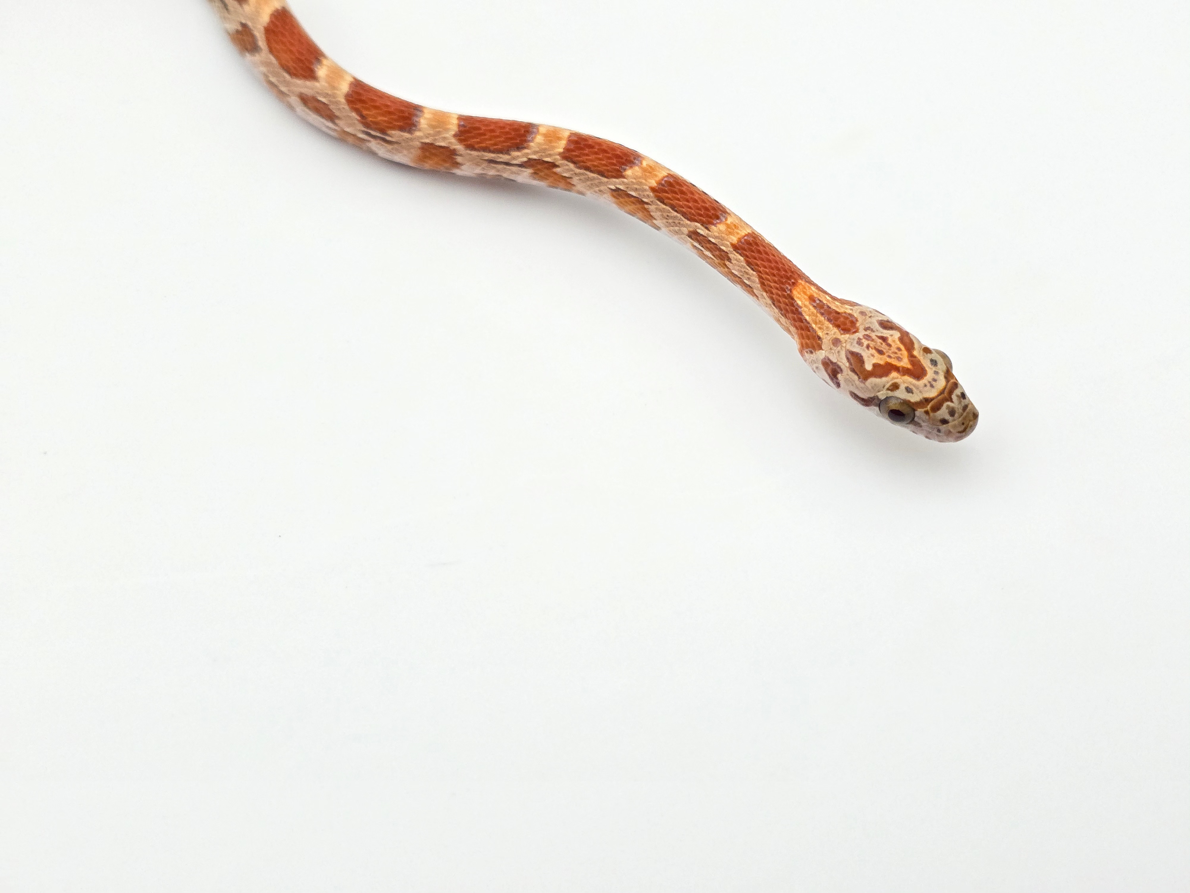 Pantherophis guttatus sp scaleless, jeune femelle nÃ©e en 2024 Ã  l'Ã©levage "Hypo sunkised 100% het.caramel 66% het.scaleless motley 50% het.albinos anery" Nom : HYPANA