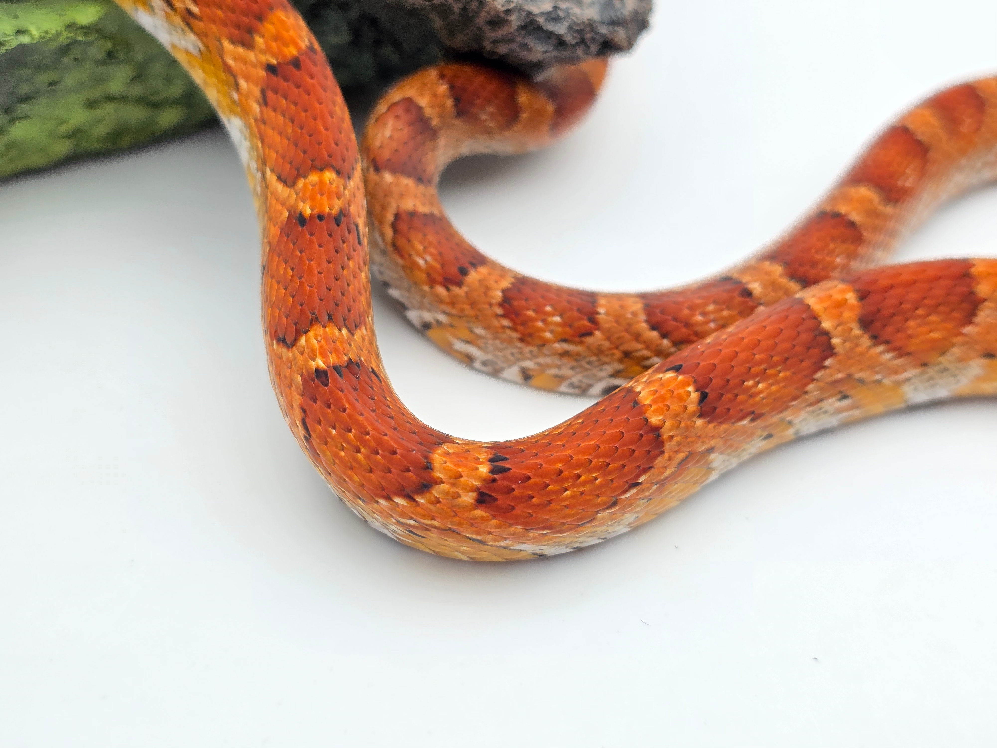 Pantherophis guttatus, jeune femelle nÃ©e Ã  l'Ã©levage en 2025, "Naturel 100% het.palmetto 66% het.albinos lavender stripe" Nom : MONASA