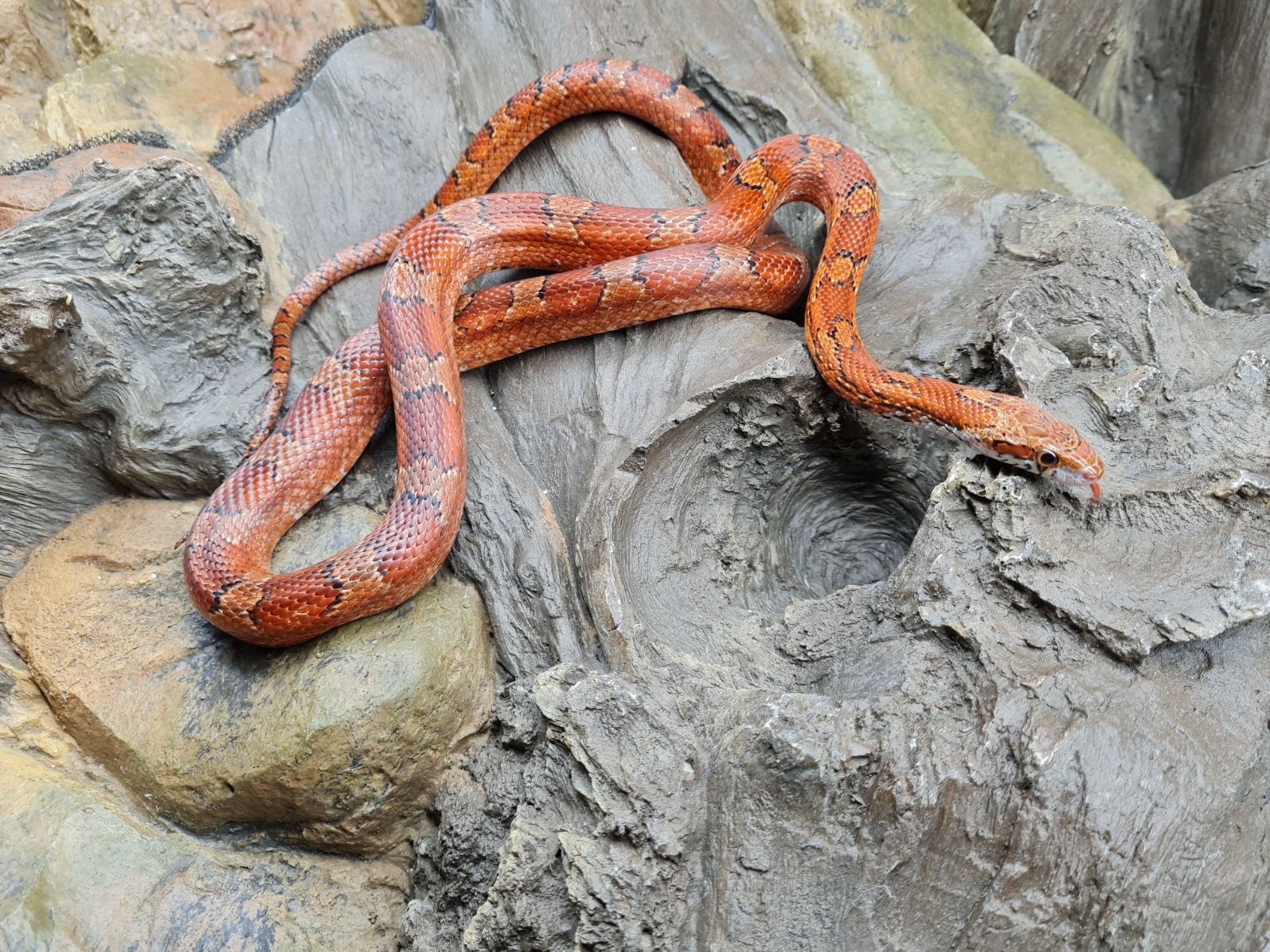 Pantherophis guttatus "Bloodred 100% het.charcoal piedside 66% het.albinos" Femelle 2022 Nom/rÃ©fÃ©rence : 656