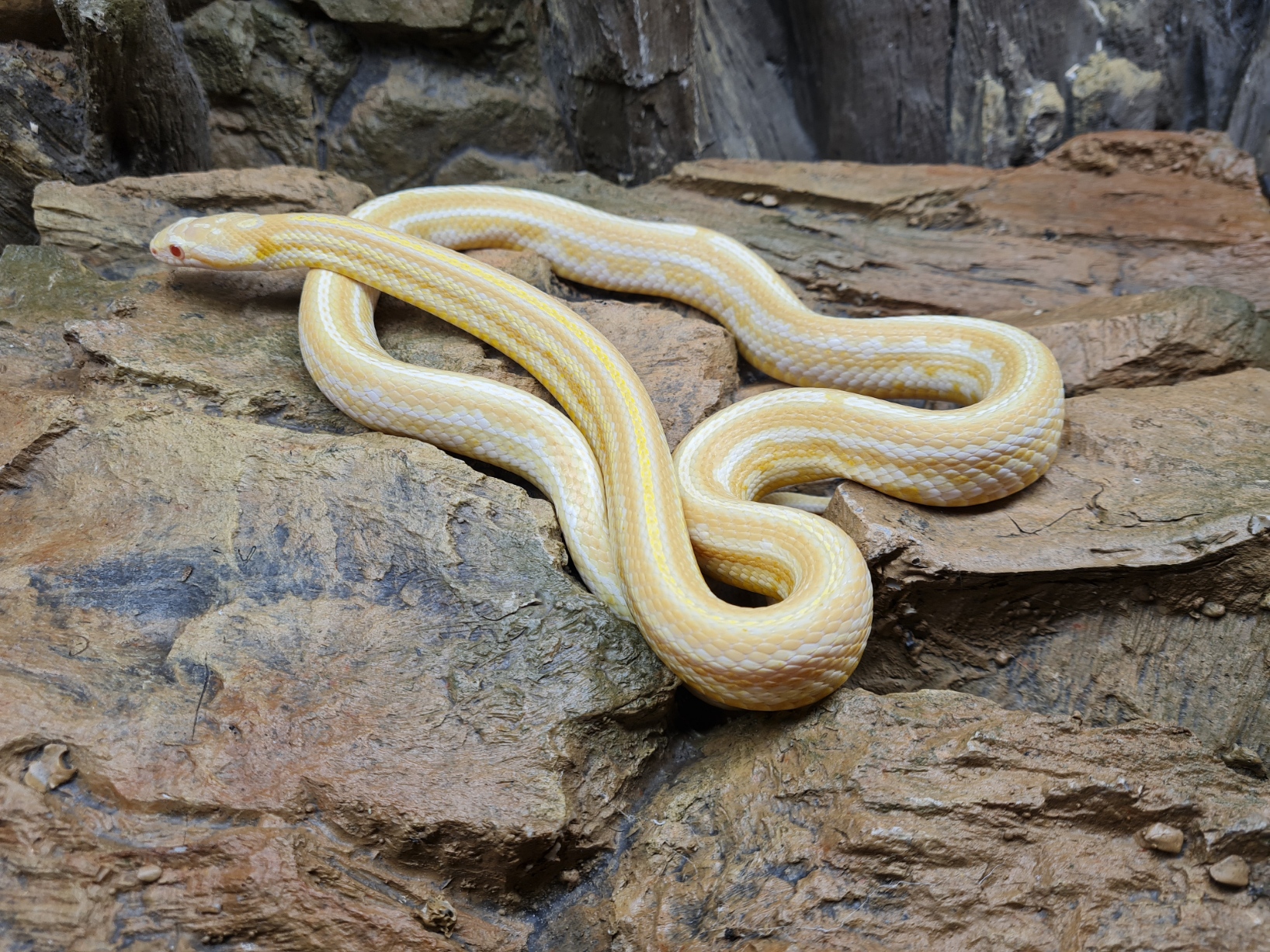 Pantherophis guttatus "Tessera butter 100% het.motley" Femelle sub-adulte Nom : ARTIA