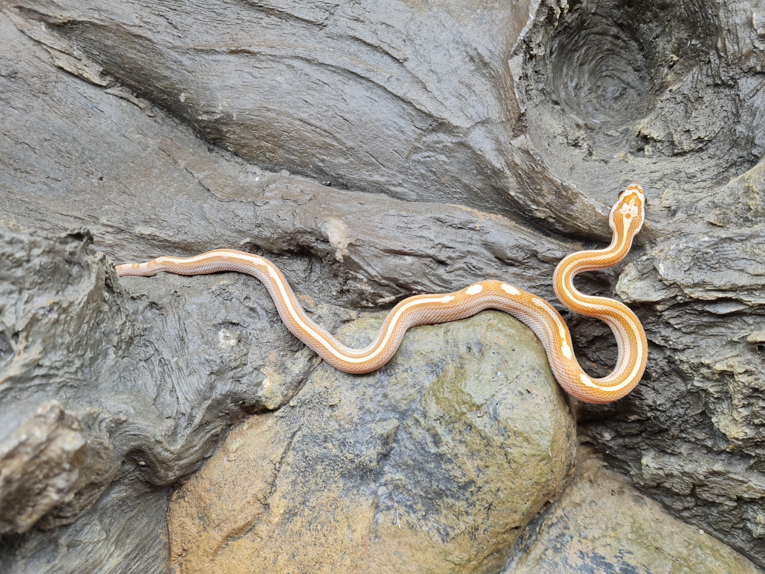 Pantherophis emoryi sp scaleless RARE "Emoryi ghost motley 66% het.scaleless 50% het.albinos caramel" MÃ¢le 2024 Nom/rÃ©fÃ©rence : CLEO