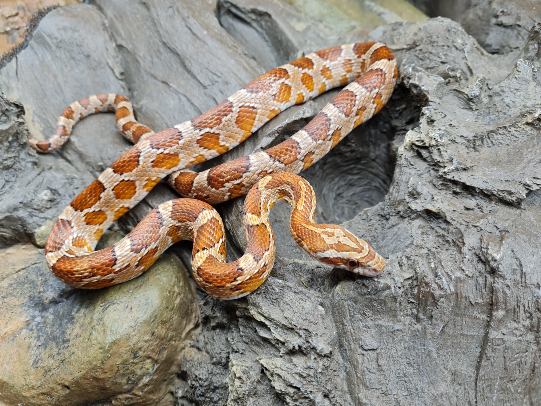 Pantherophis guttatus sp scaleless "Naturel 100% het.scaleless albinos charcoal 66% het.anery blood piedside" MÃ¢le 2022 Nom : COOL