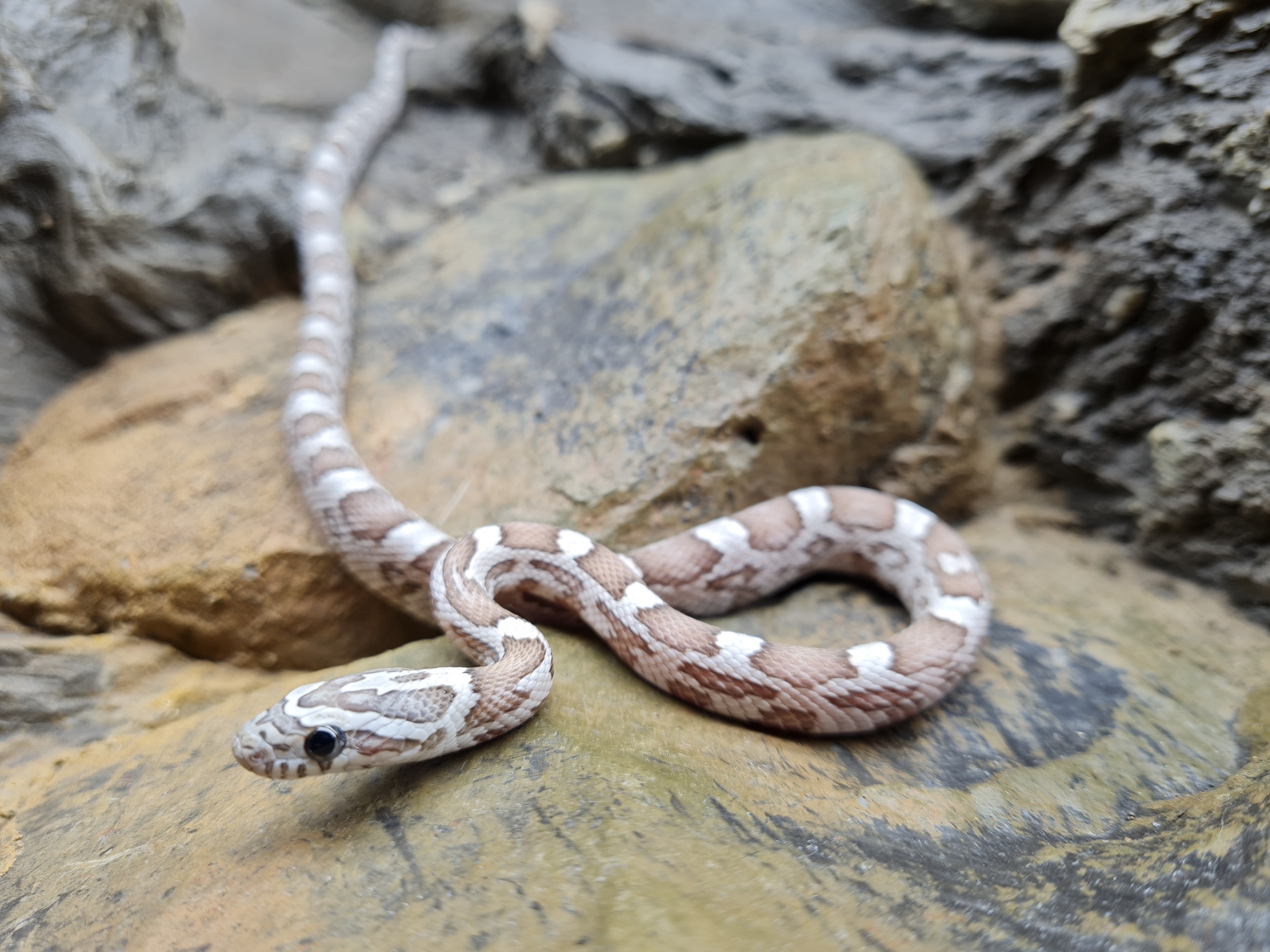 Pantherophis guttatus "Sunkissed ghost 66% het.stripe 33% het.albinos caramel" Femelle 2024 Nom : DIMA
