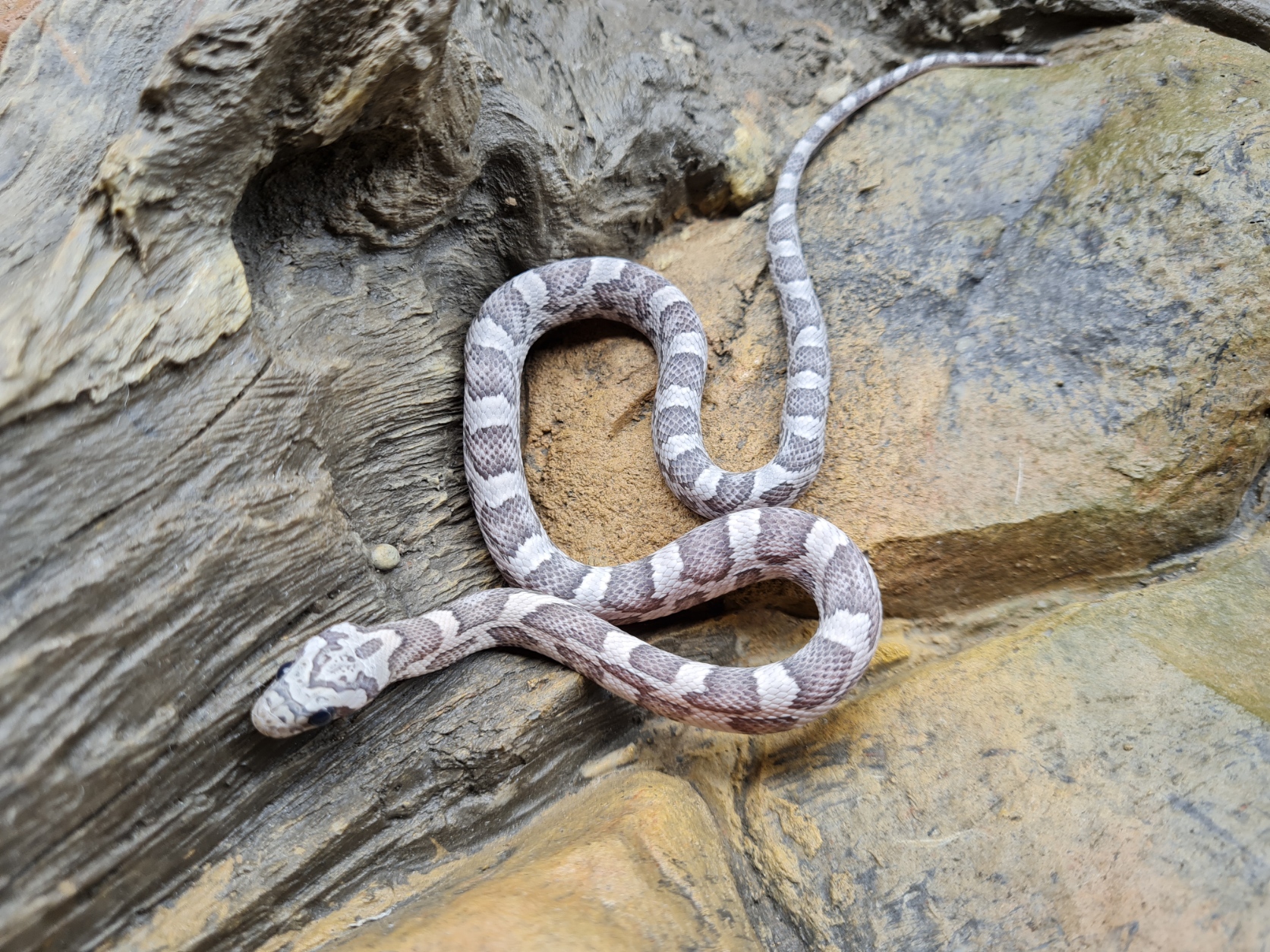 Pantherophis guttatus "Sunkissed ghost 66% het.stripe 33% het.albinos caramel" Femelle 2024 Nom : DOLITA