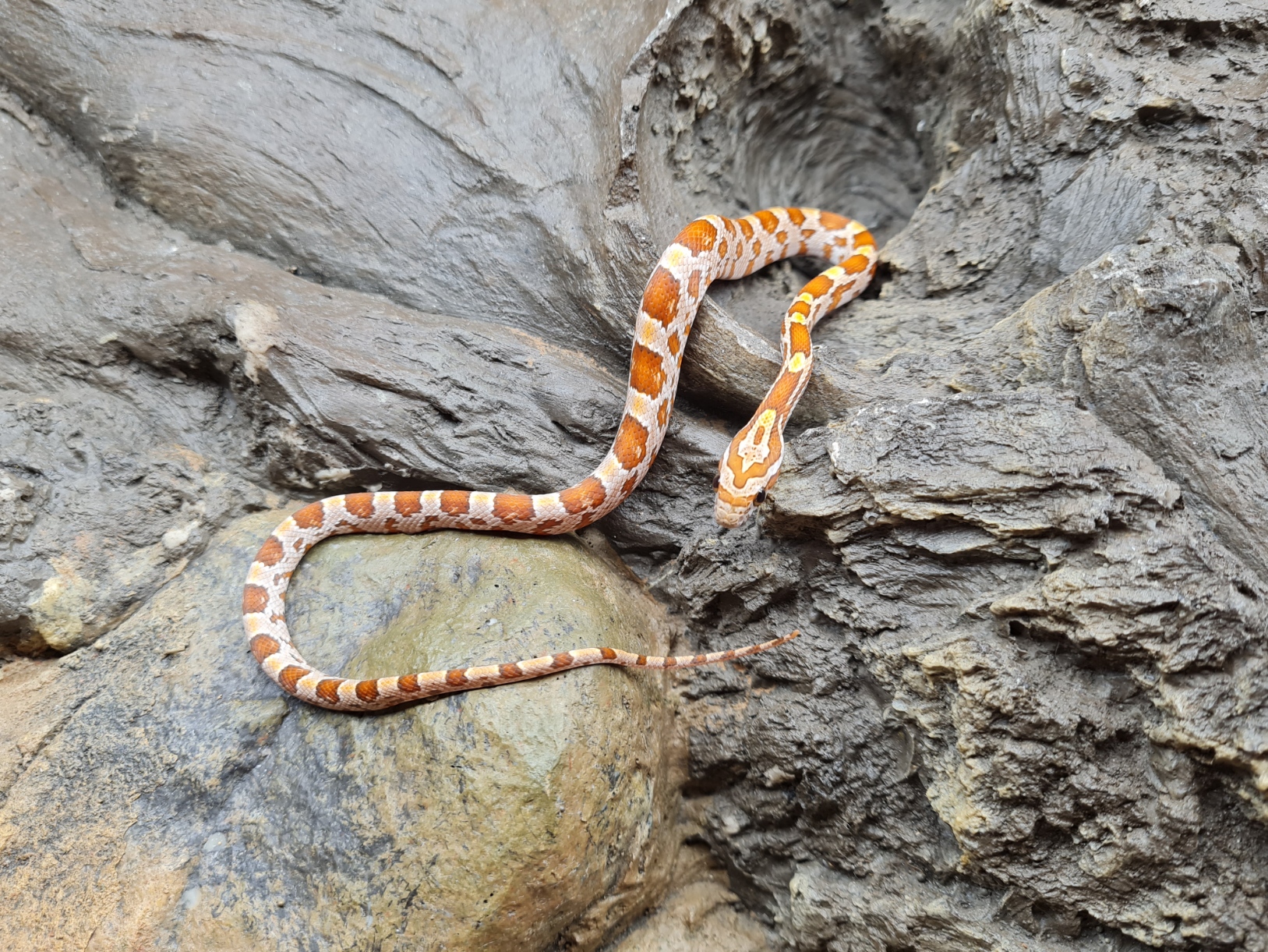 Pantherophis guttatus "Hypo 66% het.anery sunkissed stripe 33% het.albinos caramel" MÃ¢le 2024 Nom : FAITO