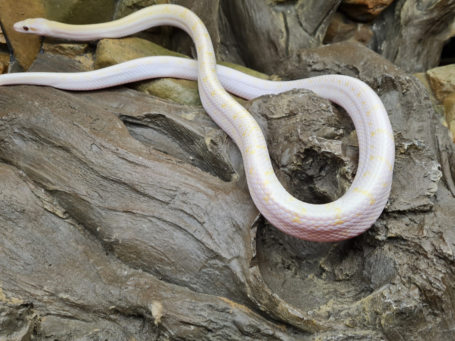 Orthriophis taeniurus taeniurus "Hypo albinos T+" Femelle 2022 Nom : FELA