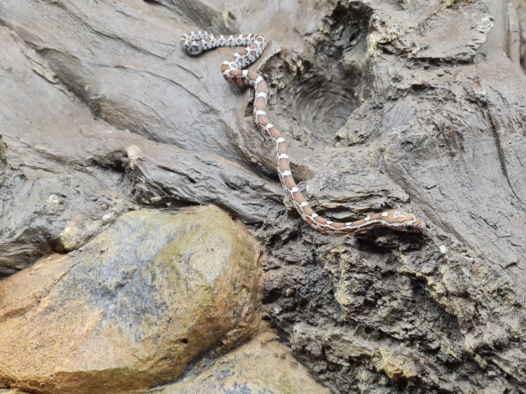 Pantherophis guttatus "Naturel 100% het.albinos caramel hypo lavender motley 50% het.anery blood" MÃ¢le 2024 Nom : FERO