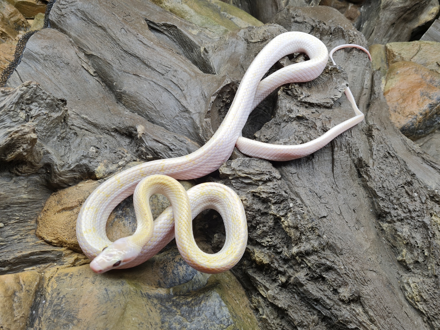 Orthriophis taeniurus taeniurus "Hypo albinos T+" Femelle 2022 Nom : FOLYA