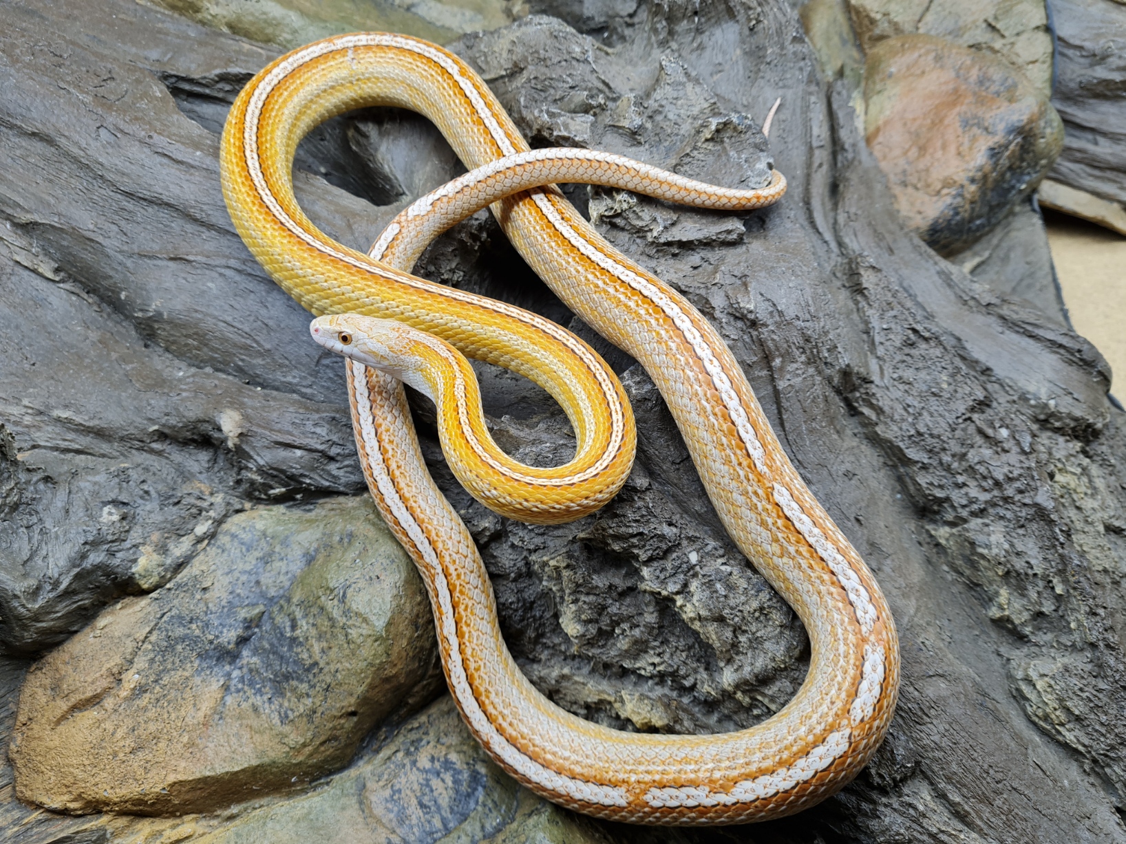 Pantherophis guttatus "Tessera ultra motley" MÃ¢le 2020 Nom : GIONO