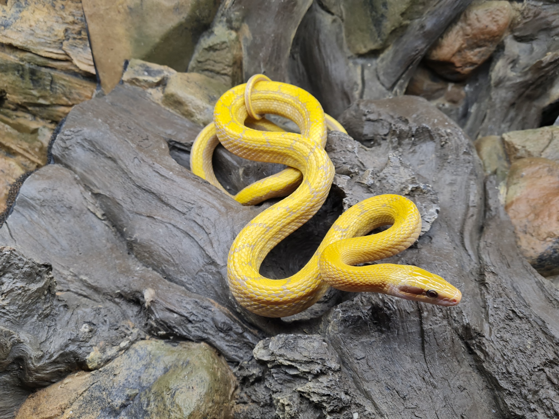 Orthriophis taeniurus taeniurus "Albinos T+ 100% het.hypo" Femelle 2022 Nom : IFPA