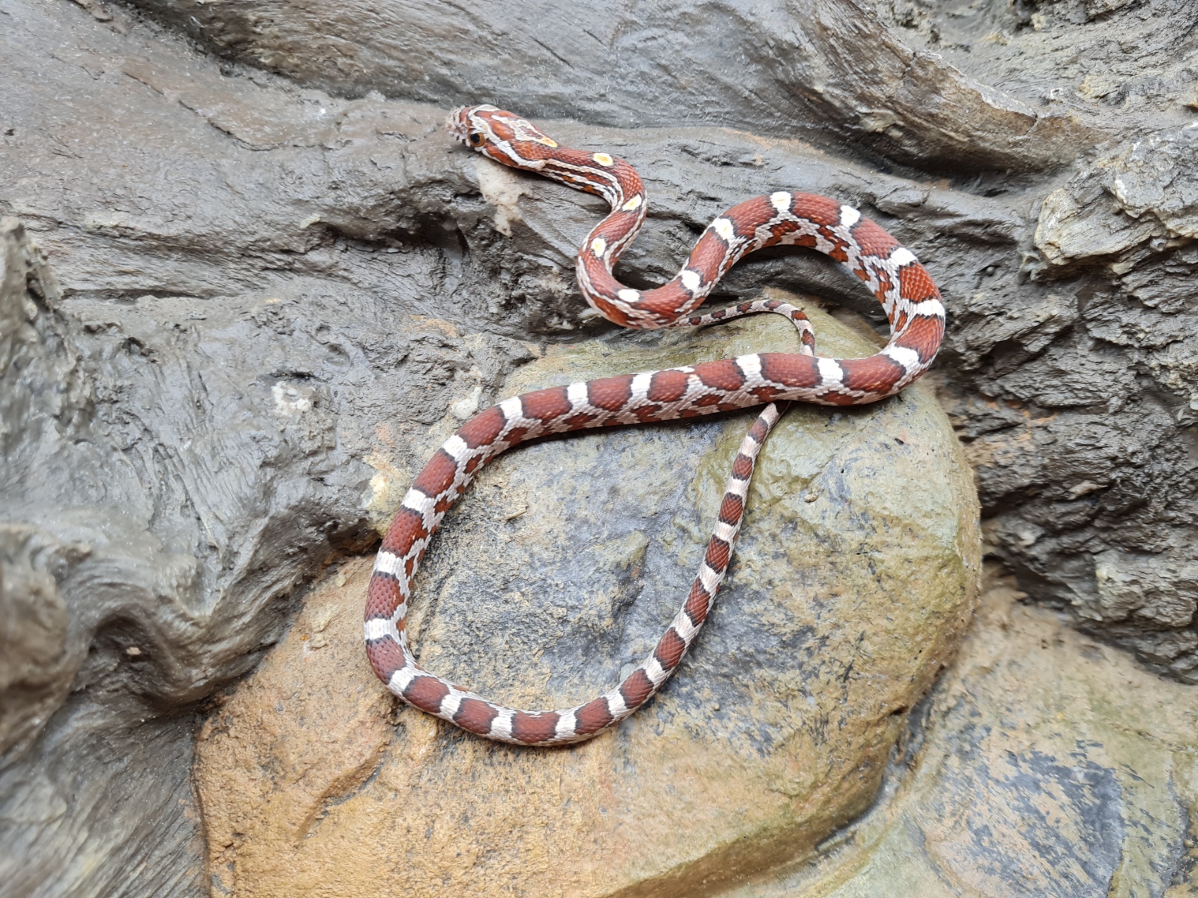 Pantherophis guttatus "Naturel 100% het.albinos caramel hypo lavender motley 50% het.anery blood" MÃ¢le 2024 Nom : MEDOLO