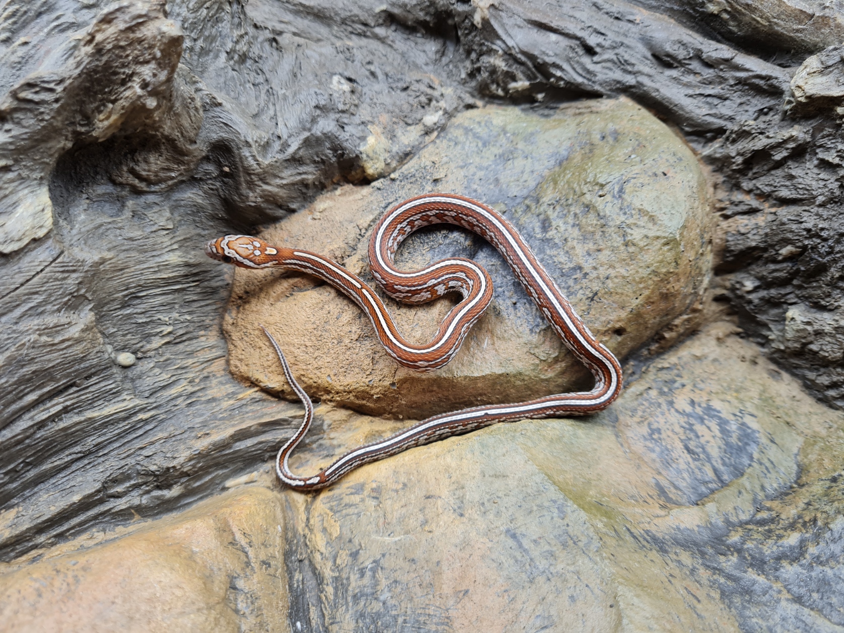 Pantherophis guttatus "Tessera 100% het.albinos caramel hypo lavender motley 50% het.anery blood" Femelle 2024 Nom : RETIA