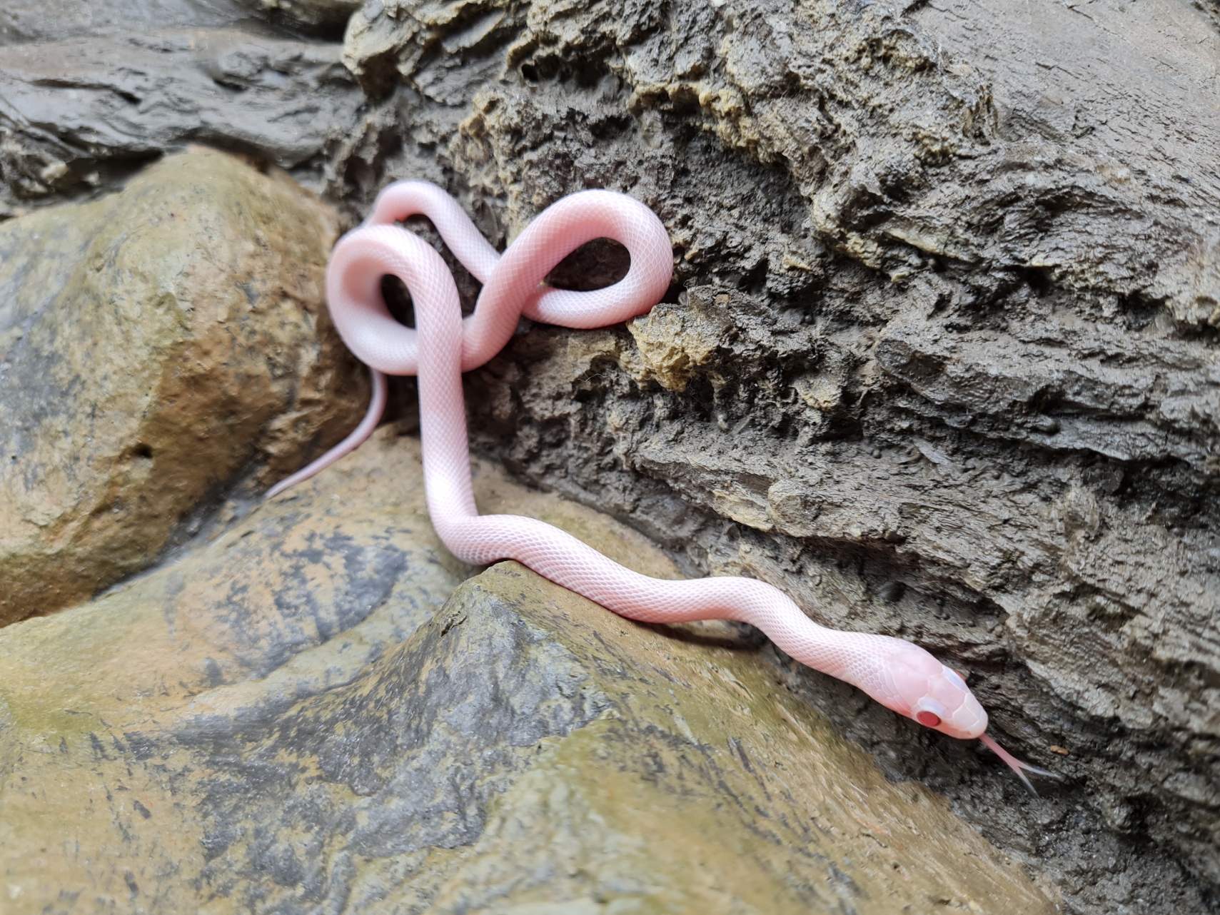 Pantherophis guttatus "Whiteout banded masque (piedside?) 66% het.piedside" Femelle 2024 Nom : RIA