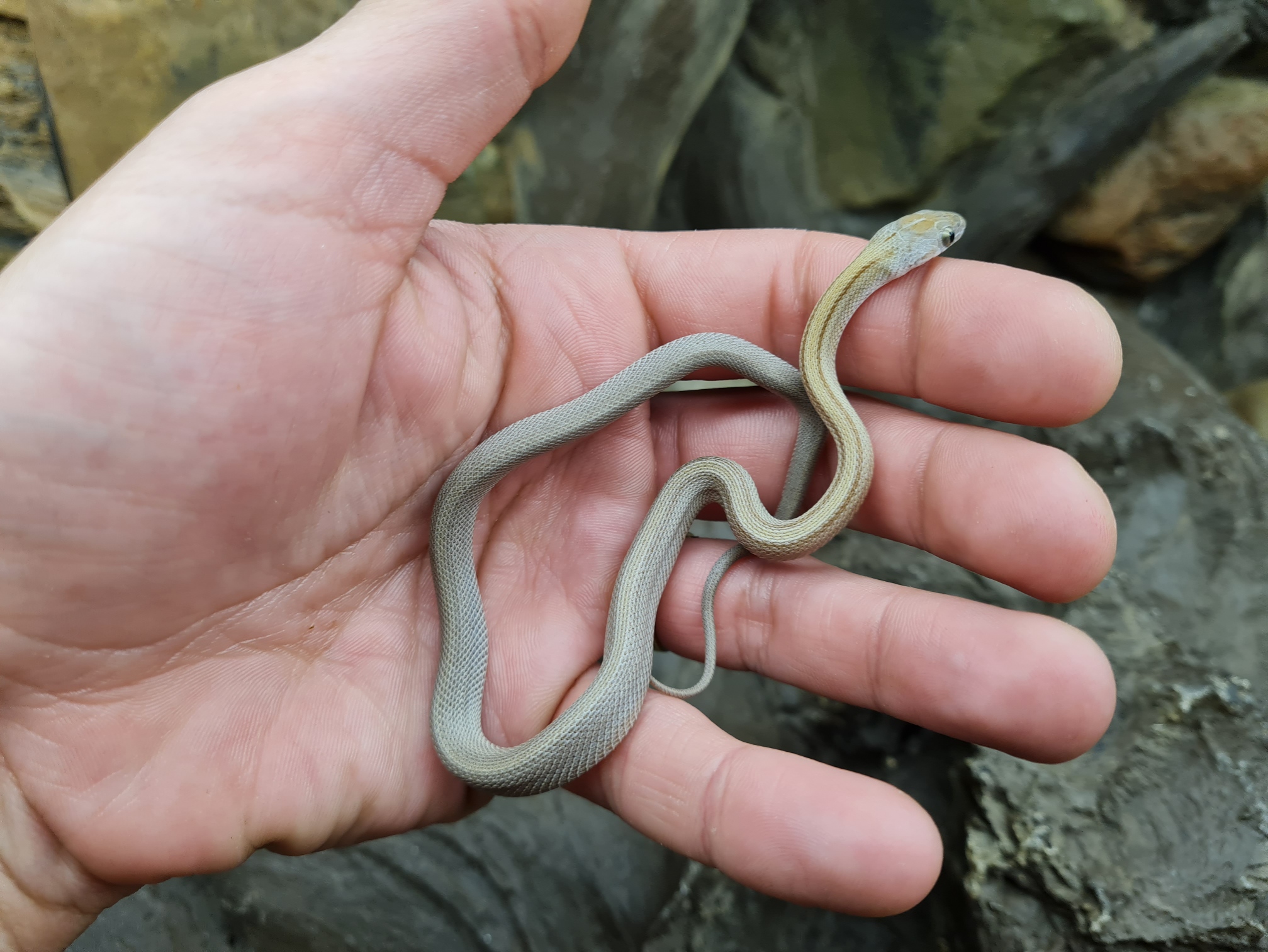 Pantherophis guttatus "Caramel stripe (vanishing) 100% het.hypo 50% het.blood lavender" Femelle 2024 Nom : ROMA