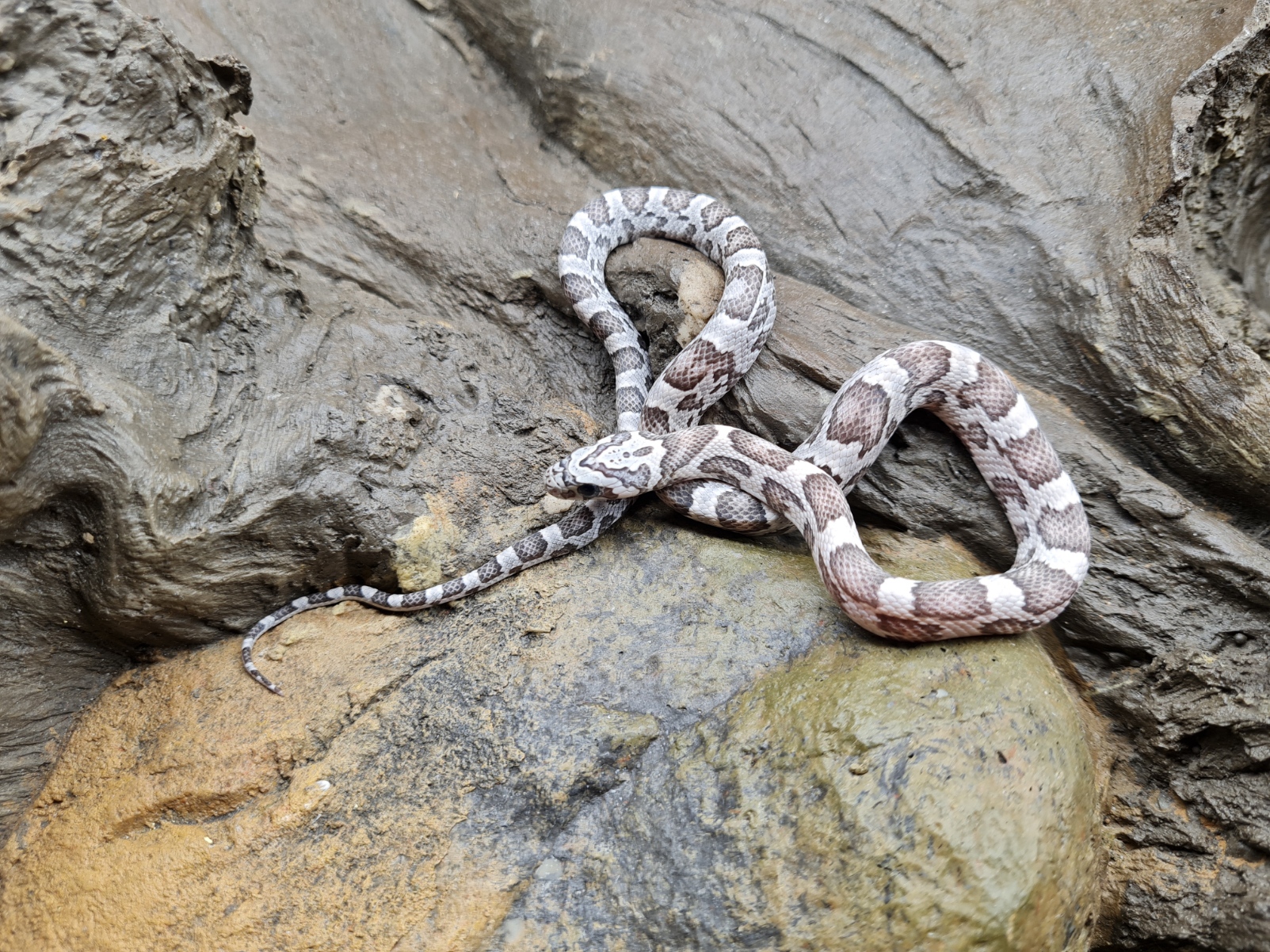 Pantherophis guttatus "Sunkissed anery 100% het.hypo 66% het.stripe 33% het.albinos caramel" Femelle 2024 Nom : SCIANA