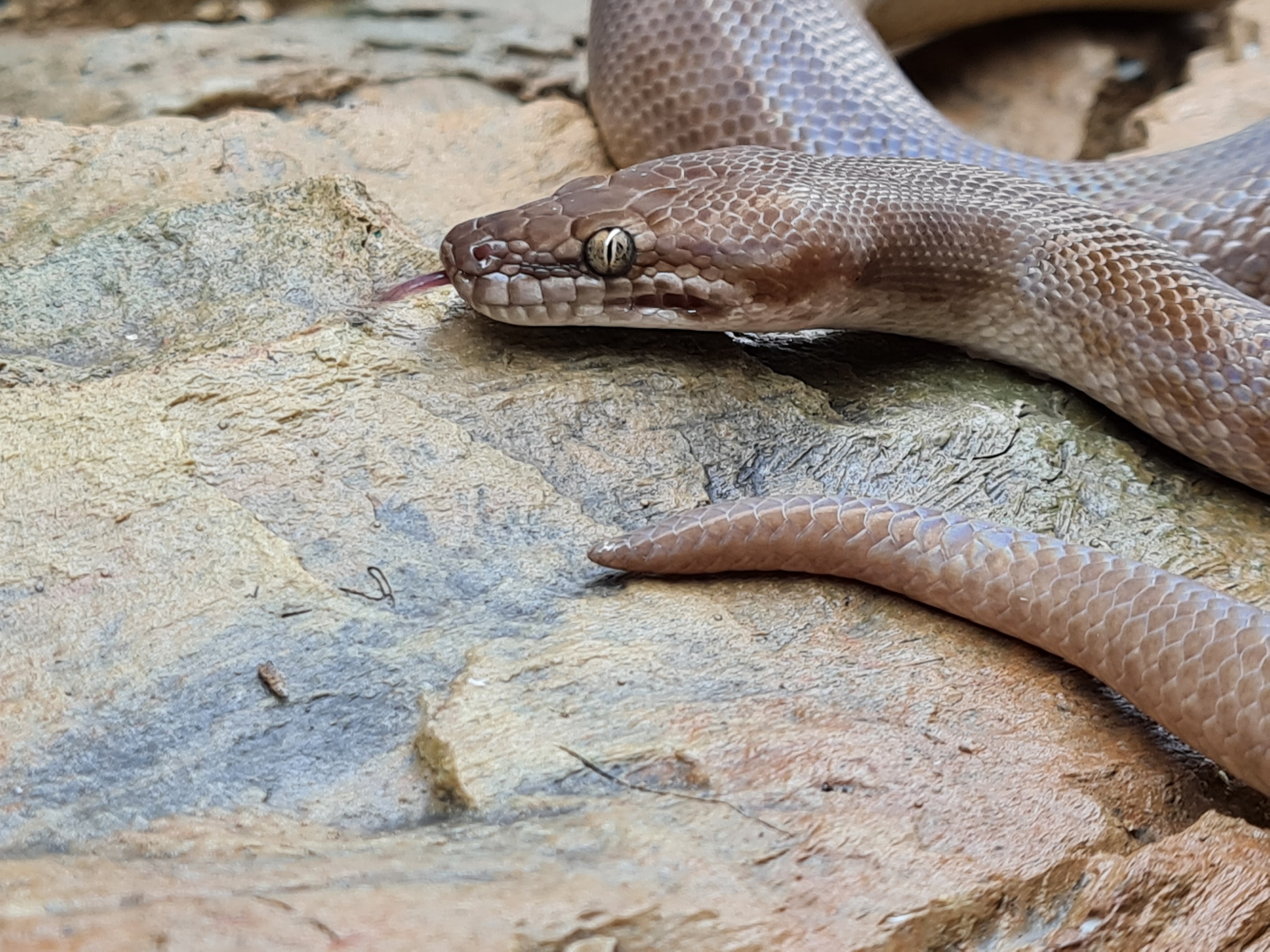 Antaresia childreni "Naturel" Femelle adulte Nom : SIA