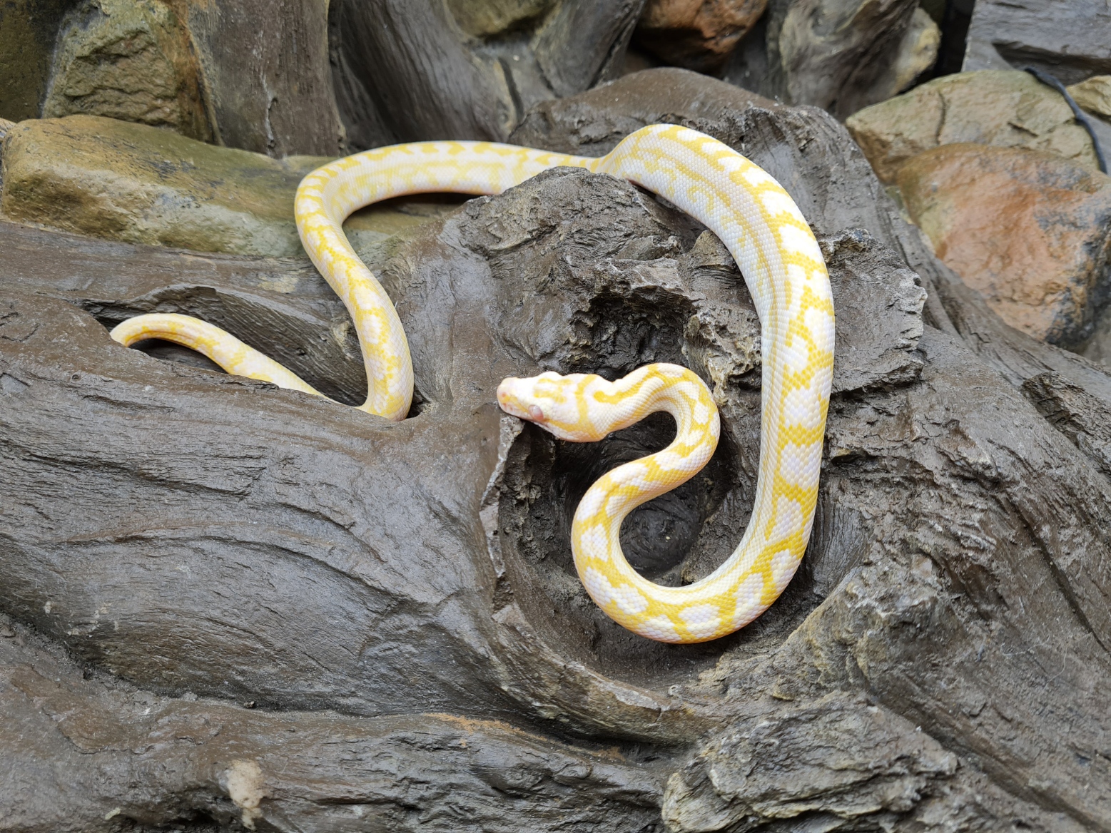 Morelia spilota variegata "Albinos whiteline" Femelle 2022 Nom/RÃ©fÃ©rence : 09
