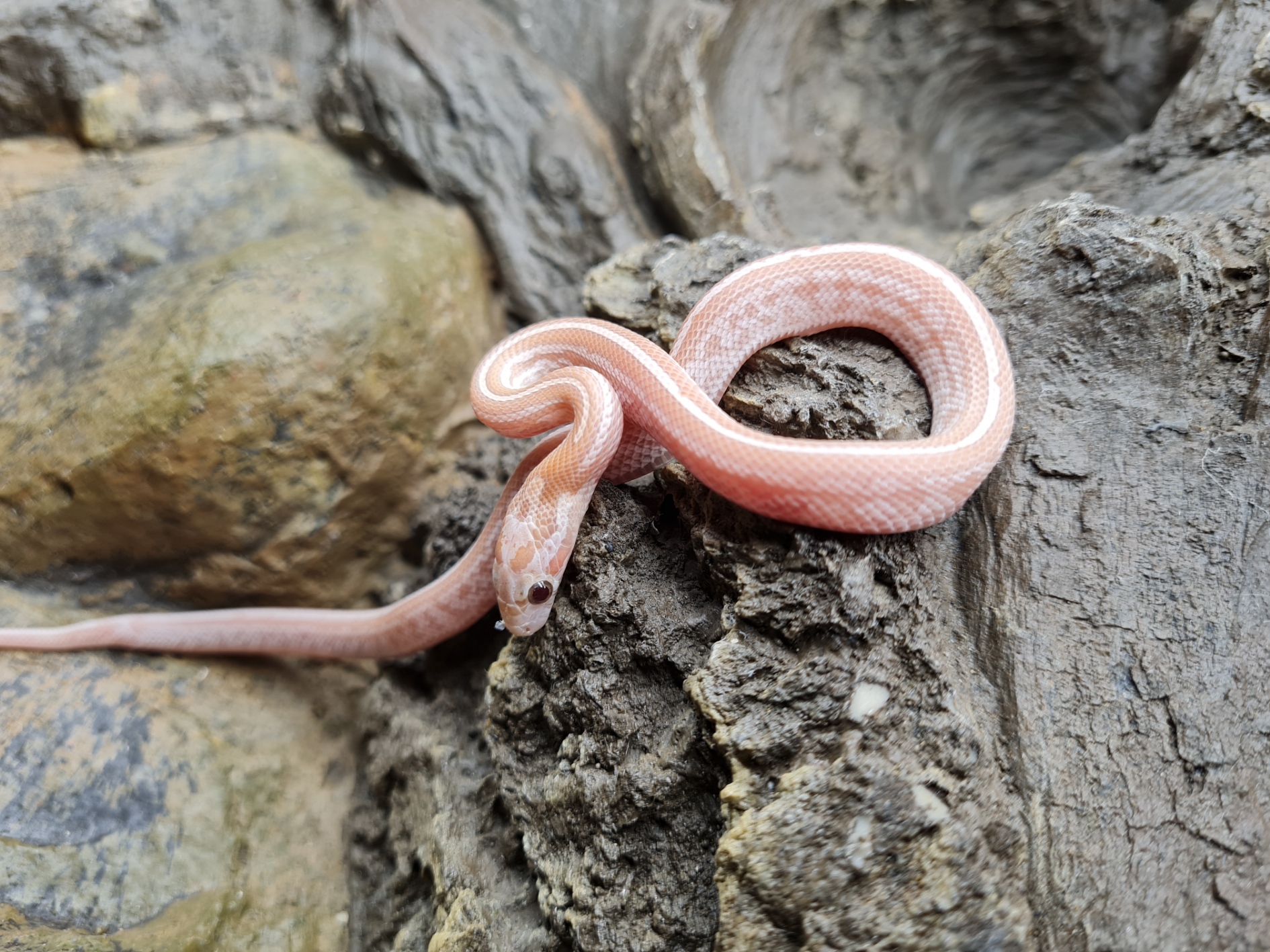 Tessera hypo lavender 66% het.anery blood 50% het.albinos