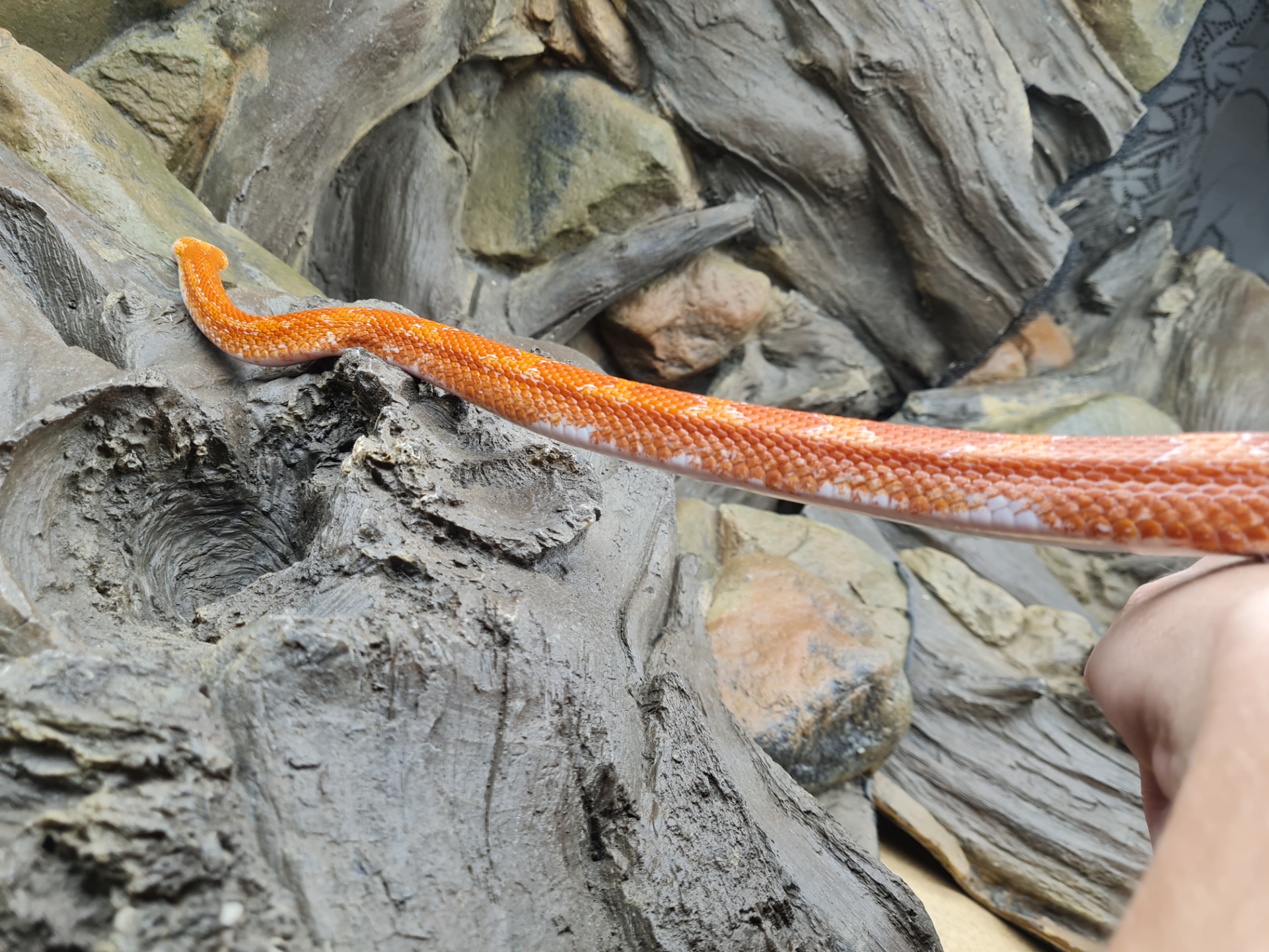 Pantherophis guttatus "Fire piedside 100% het.charcoal" MÃ¢le sub-adulte Nom : URLO