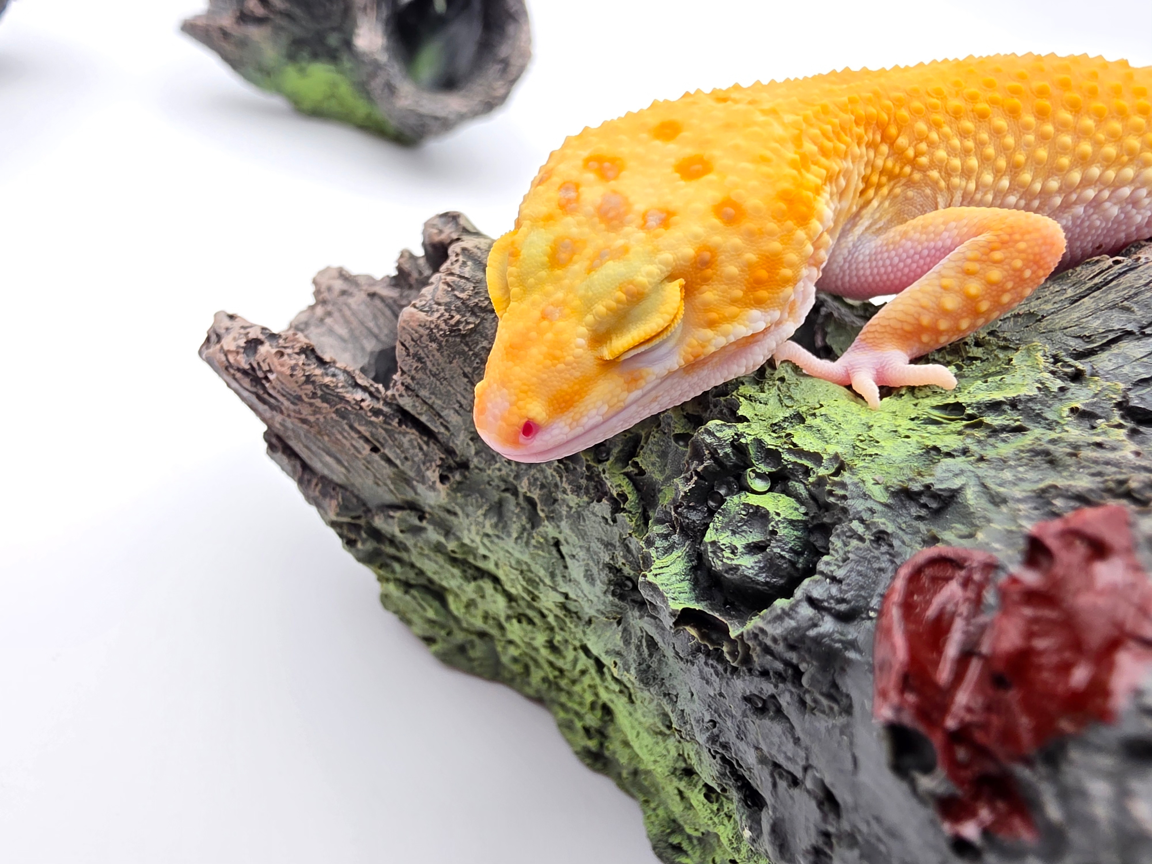 Eublepharis macularius, TSD femelle nÃ©e en 2025, "Sht eclipse", Nom/rÃ©fÃ©rence : PALINIA (photo sur fond blanc prise en aoÃ»t 2025)