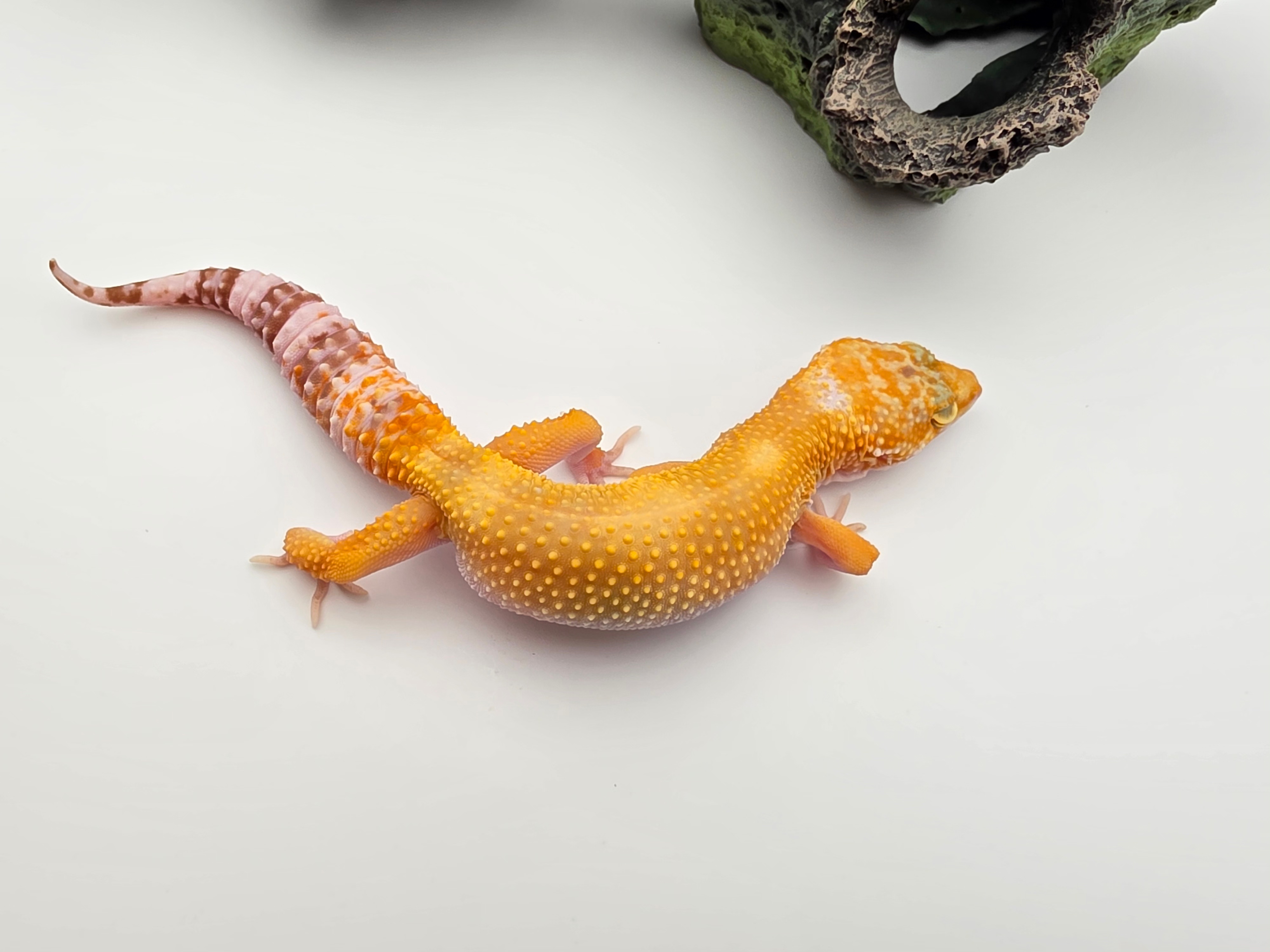 Eublepharis macularius, TSD femelle nÃ©e en 2025, "Mandarin sunglow (tremper)", Nom/rÃ©fÃ©rence : LORINA