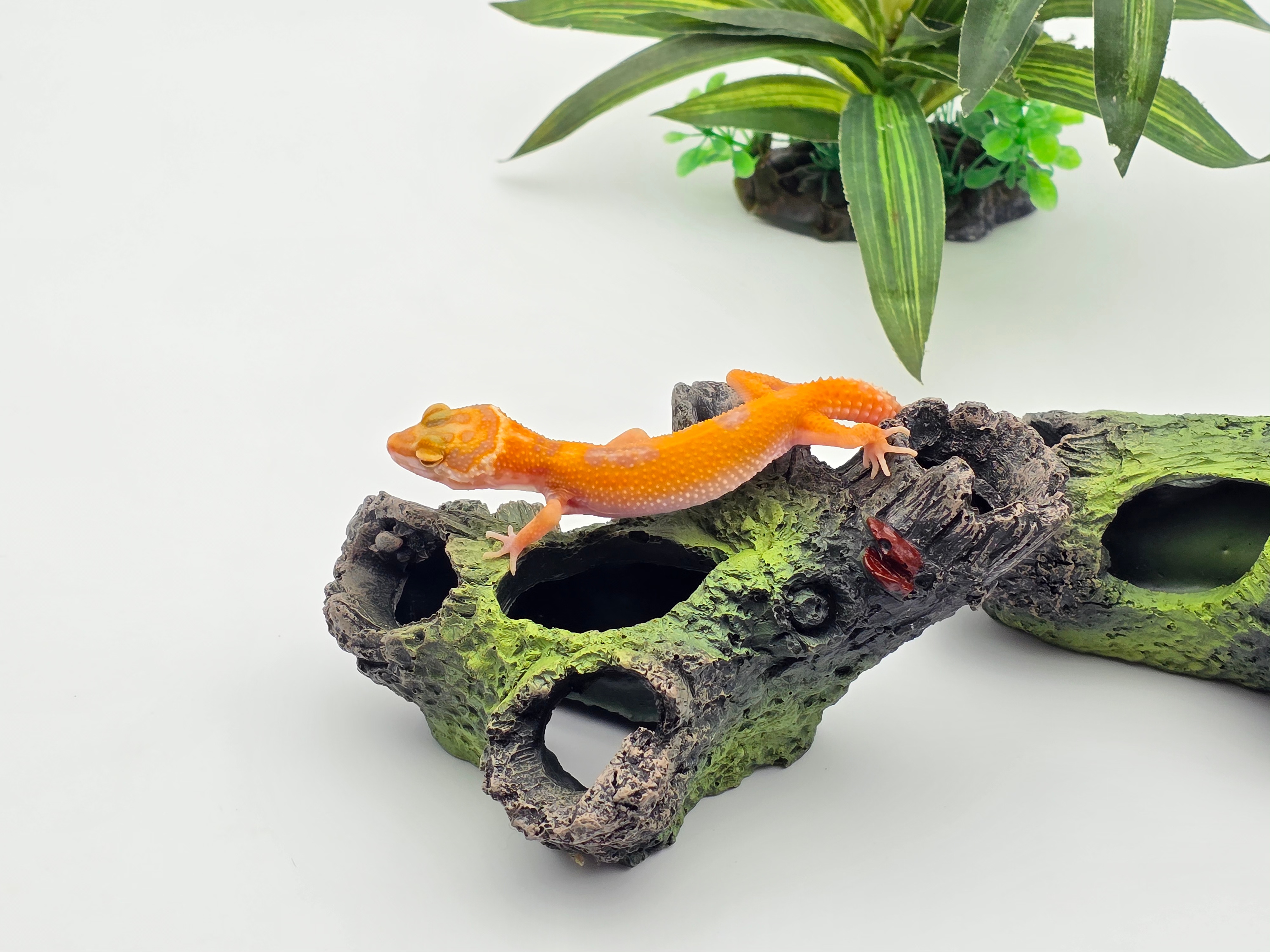 Eublepharis macularius, femelle nÃ©e en 2024, "Electric tangerine tremper albinos bold stripe", Nom/rÃ©fÃ©rence : PITANIA