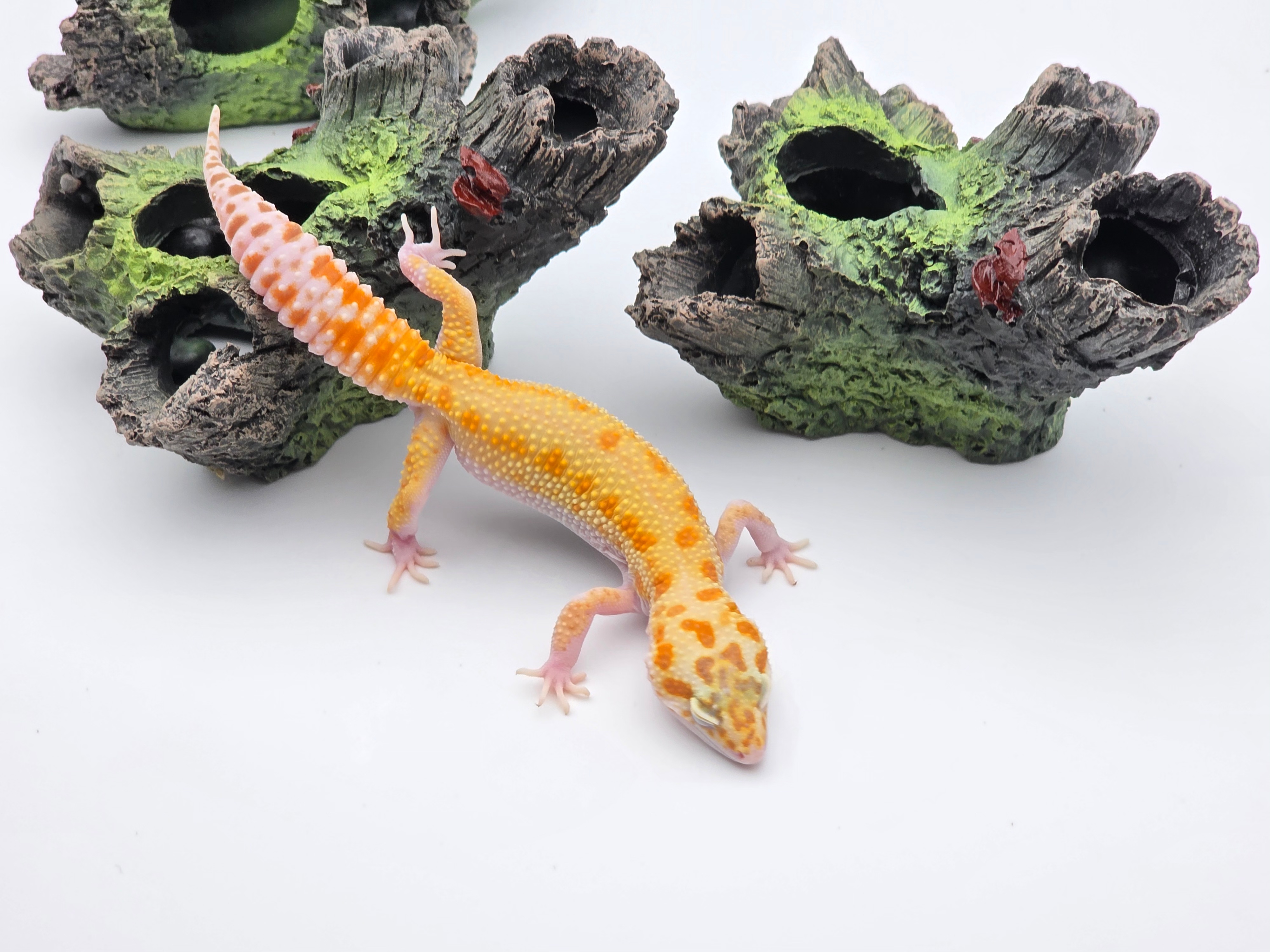 Eublepharis macularius, TSD femelle nÃ©e en 2025, "Bandit raptor jungle", Nom/rÃ©fÃ©rence : SCHITIA