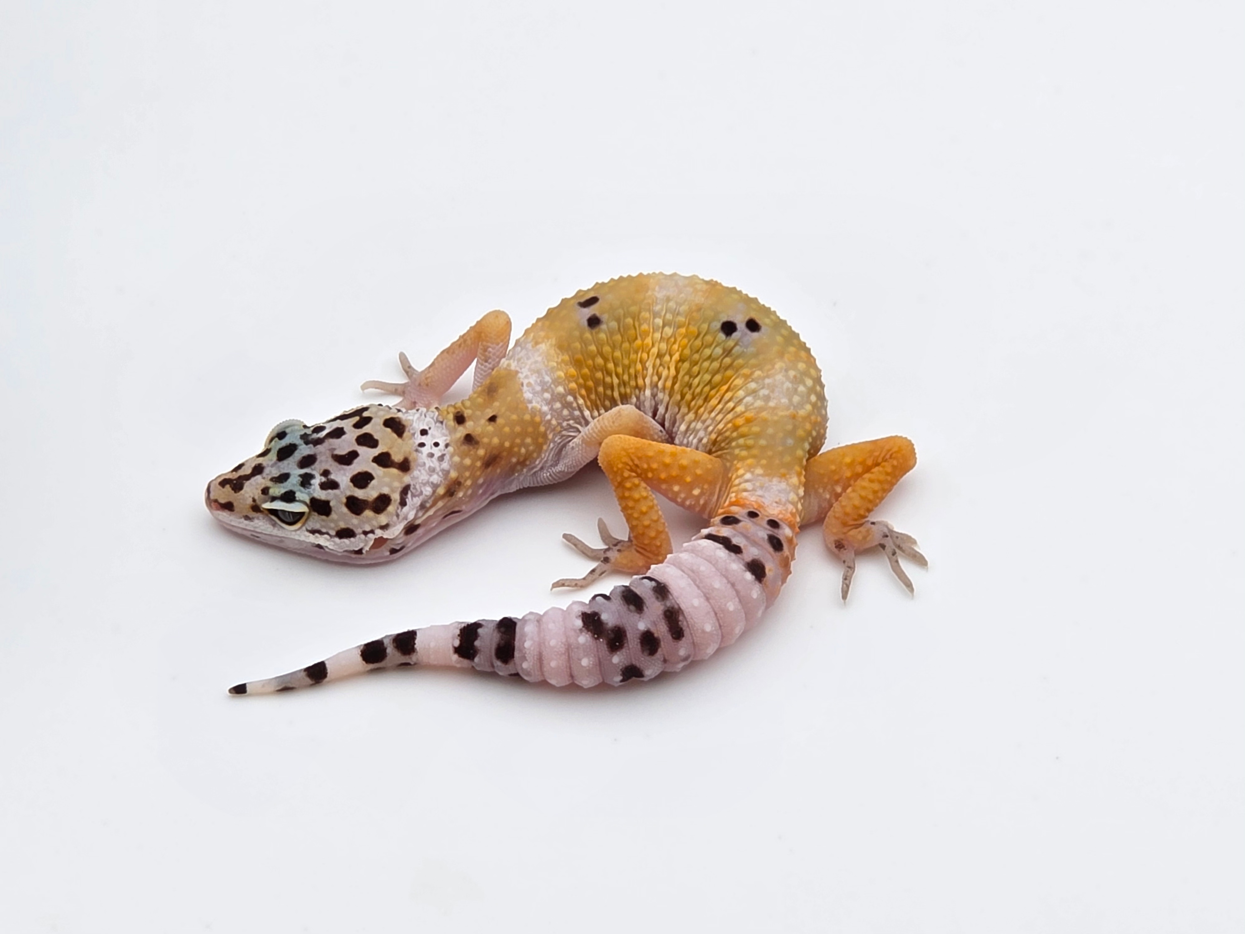 Eublepharis macularius, TSD femelle nÃ©e en 2025, "Hypo mack snow bandit cross", Nom/rÃ©fÃ©rence : GRATINA