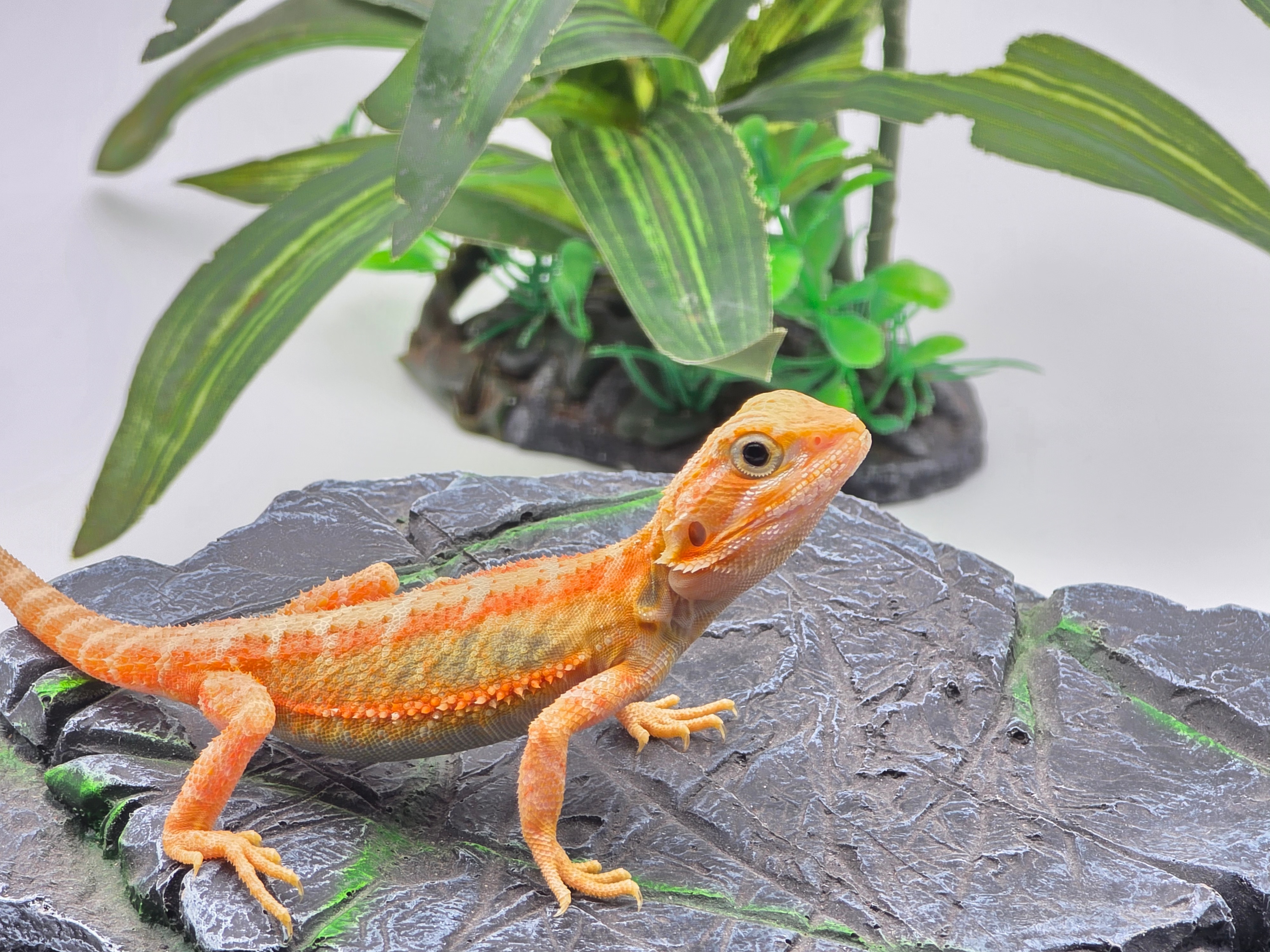 Pogona vitticeps, insÃ©xÃ© nÃ© en 2025, "Hypo super trans citrus orange/red blue bar stripe", Nom/rÃ©fÃ©rence : JITELIA