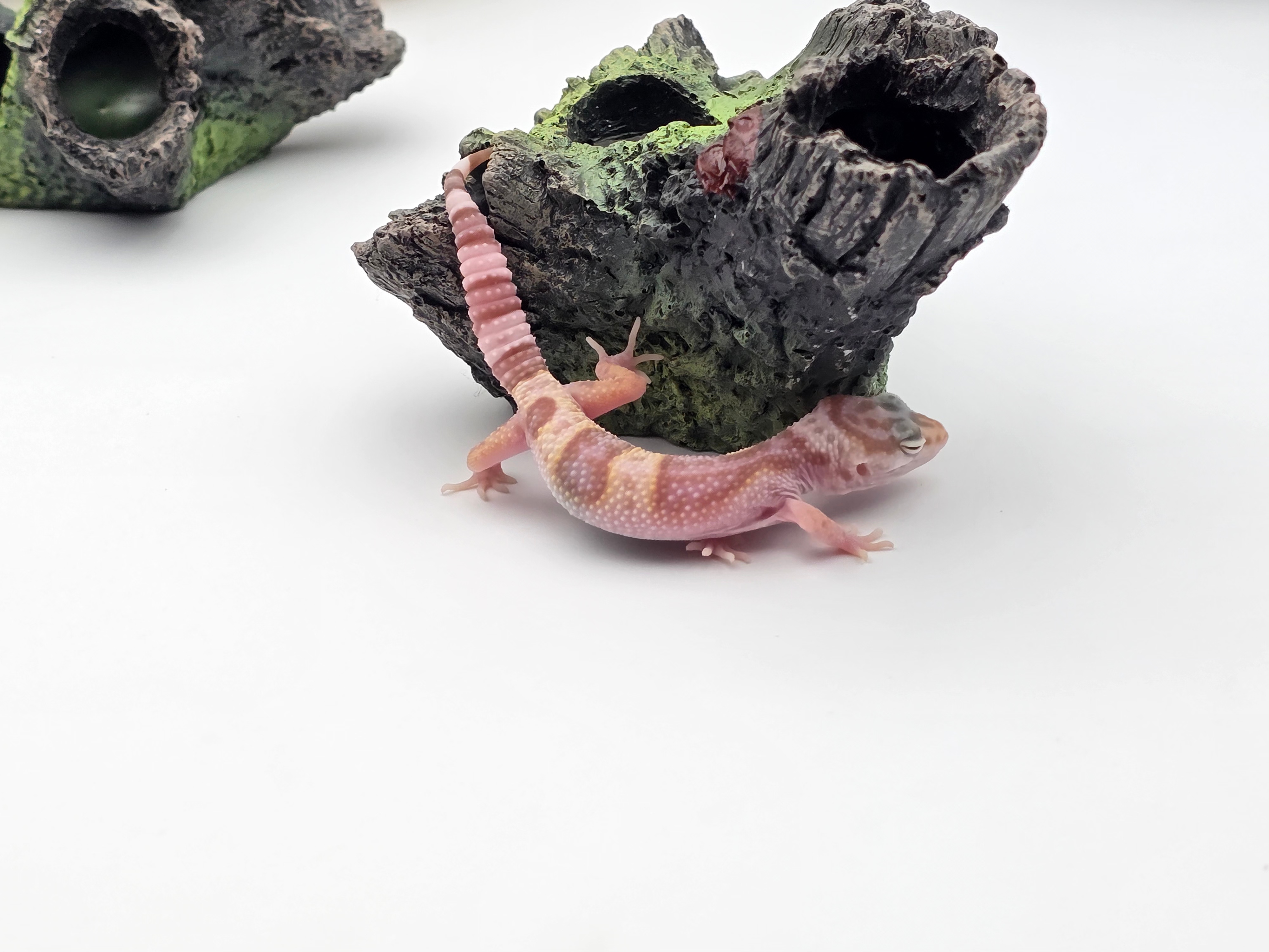 Eublepharis macularius, TSD femelle nÃ©e en 2025, "Hypo mack snow jungle", Nom/rÃ©fÃ©rence : FRANA