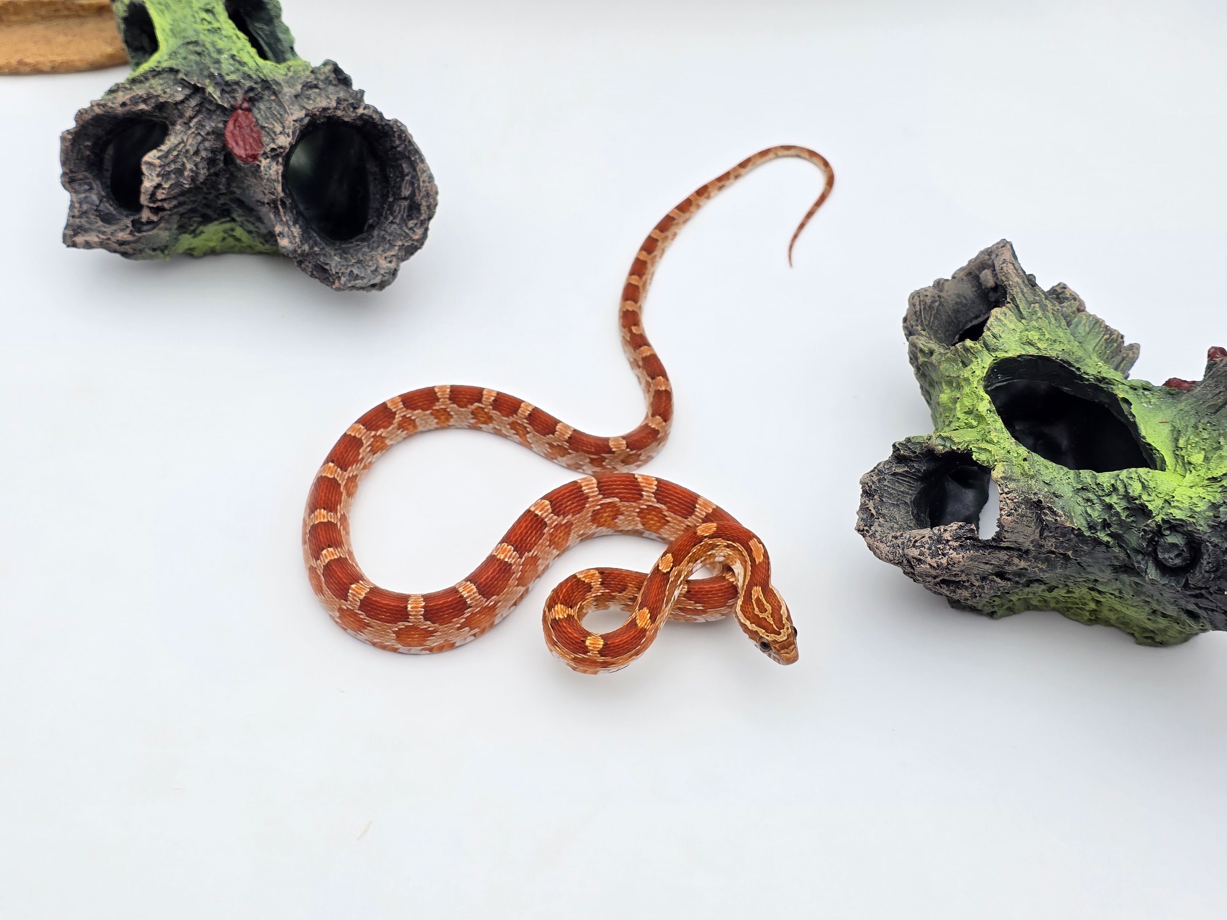 Pantherophis guttatus, jeune femelle nÃ©e en 2024, "Naturel 100% het.palmetto 66% het.albinos, caramel, hypo, lavender, motley" Nom : HERSITANA