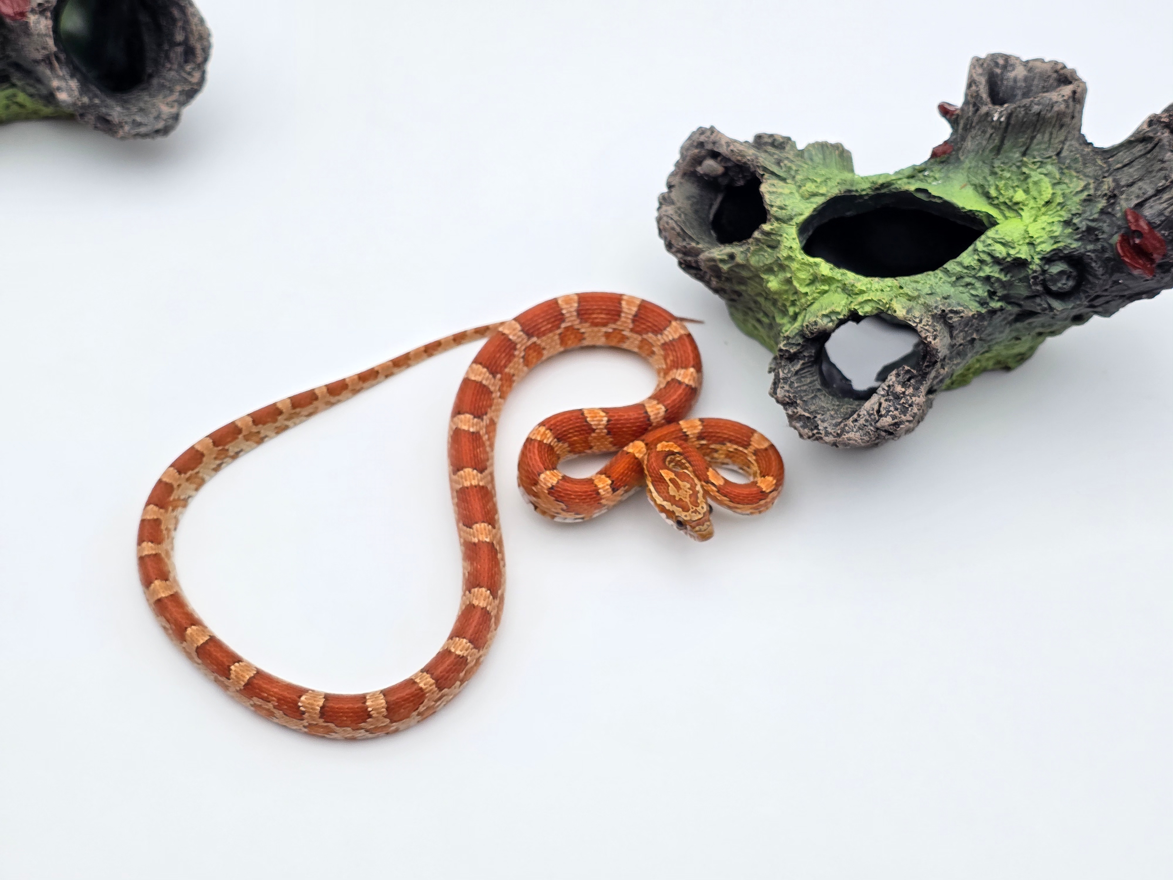 Pantherophis guttatus, jeune femelle nÃ©e en 2024, "Naturel 100% het.palmetto 66% het.albinos, caramel, hypo, lavender, motley" Nom : HASKIA