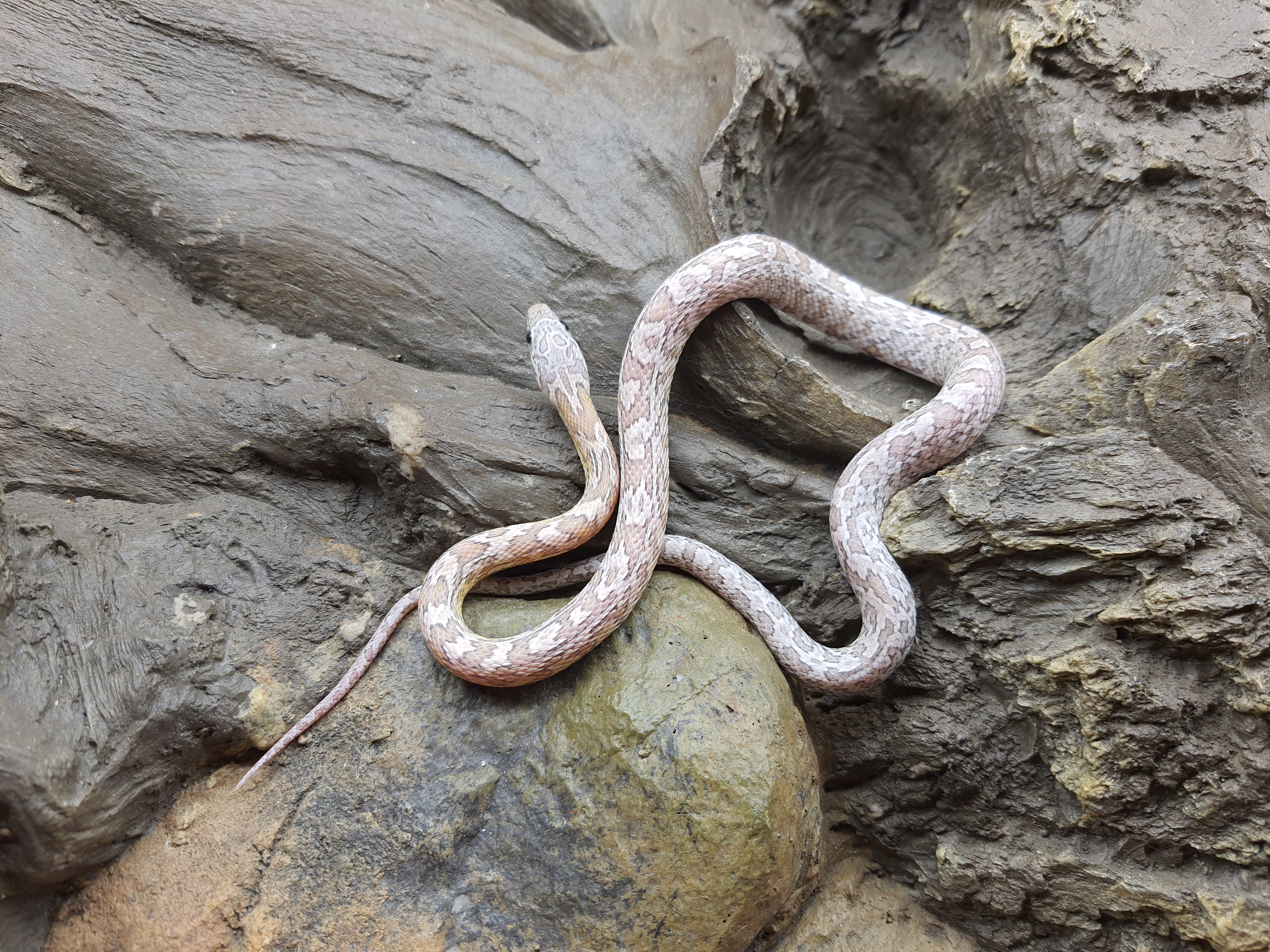 Pantherophis guttatus, jeune mÃ¢le nÃ© Ã  l'Ã©levage en 2024, "Tessera ghost sunkissed" Nom : TEROGIO