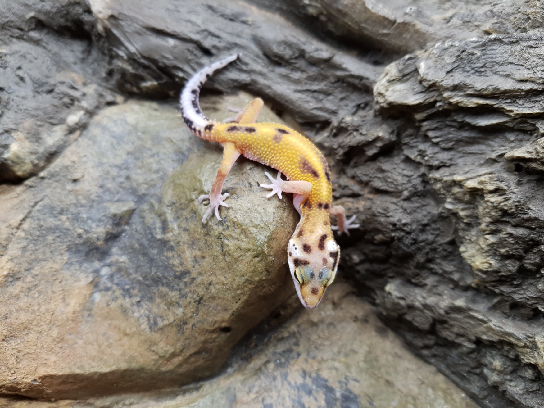 Eublepharis macularius, TSD femelle nÃ©e en 2025, "Electric tangerine bandit reverse stripe x bold stripe", Nom/rÃ©fÃ©rence : AMANA